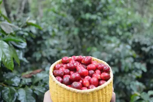 Con el objetivo de combatir la desnutrición y la anemia en la población infantil del país, la Universidad Nacional de Trujillo desarrolla una investigación en la región La Libertad que aprovecha los nutrientes de la pulpa del fruto del café como alternativa alimenticia para esta población vulnerable. ANDINA/Difusión