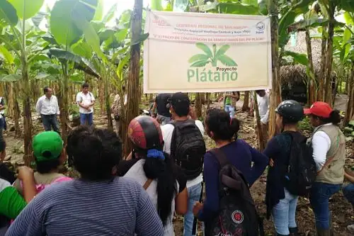 San Martín consolida venta de plátano a supermercados de Lima. ANDINA
