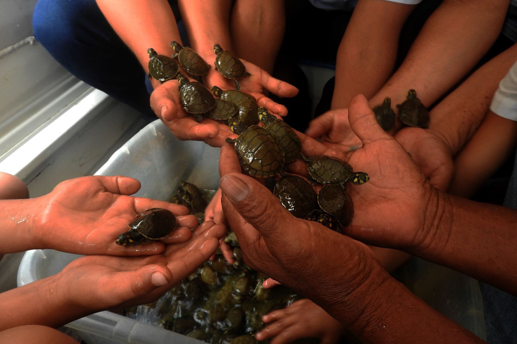 Liberan cerca de 500 tortugas taricaya en la Reserva Nacional Matsés, ubicado en Loreto.Foto:  ANDINA/Difusión.