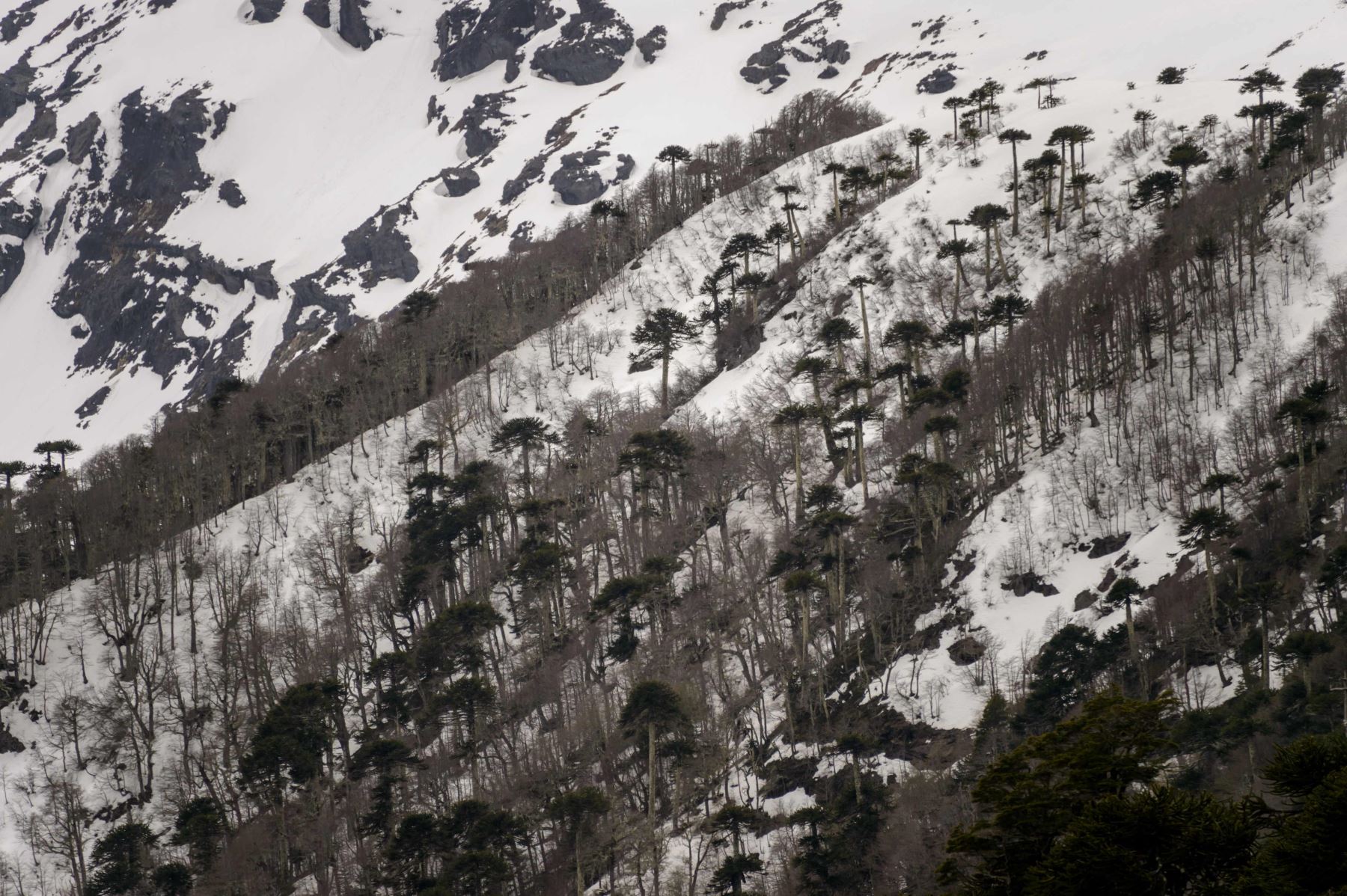 Arboles de araucaria se ven en el Parque Nacional Conguillio en Temuco, Chile Foto: AFP