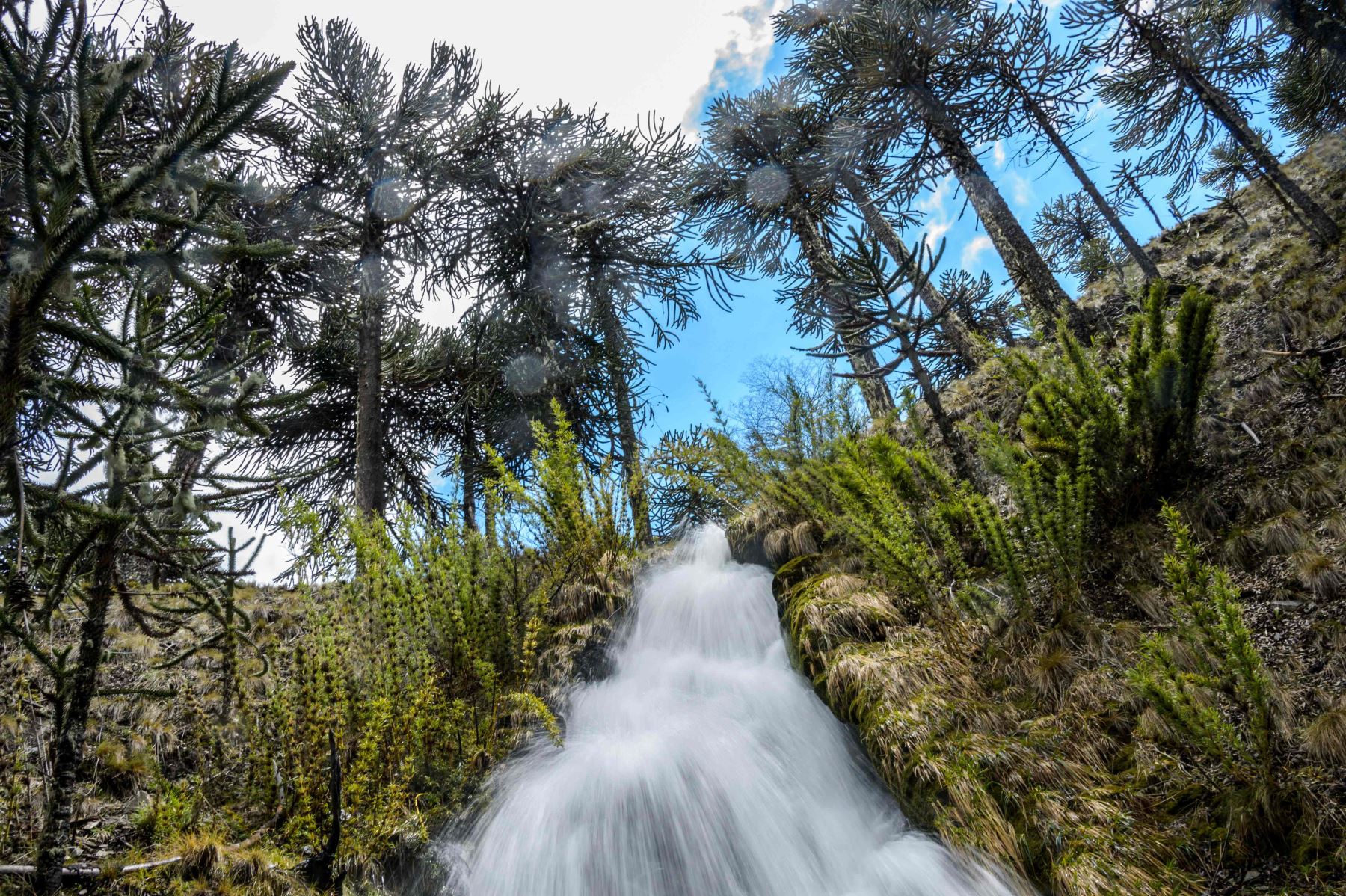 Temuco, Chile: los árboles de araucaria se ven en el Parque Nacional Conguillio en Temuco, Chile Foto: AFP