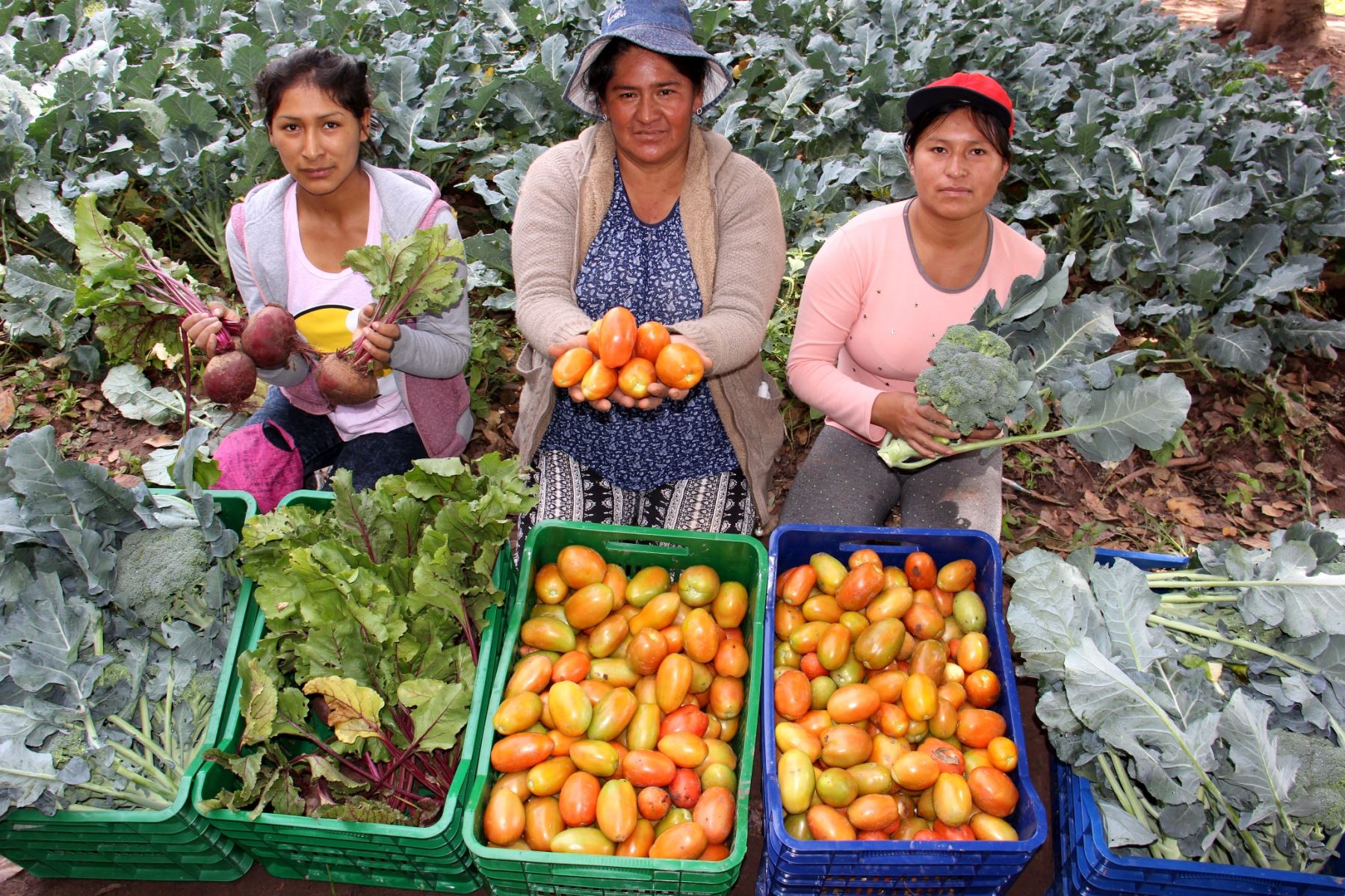 Hortalizas de pequeños productores de Ayacucho se suman a canasta de alimentos de Qali Warma. ANDINA/Difusión