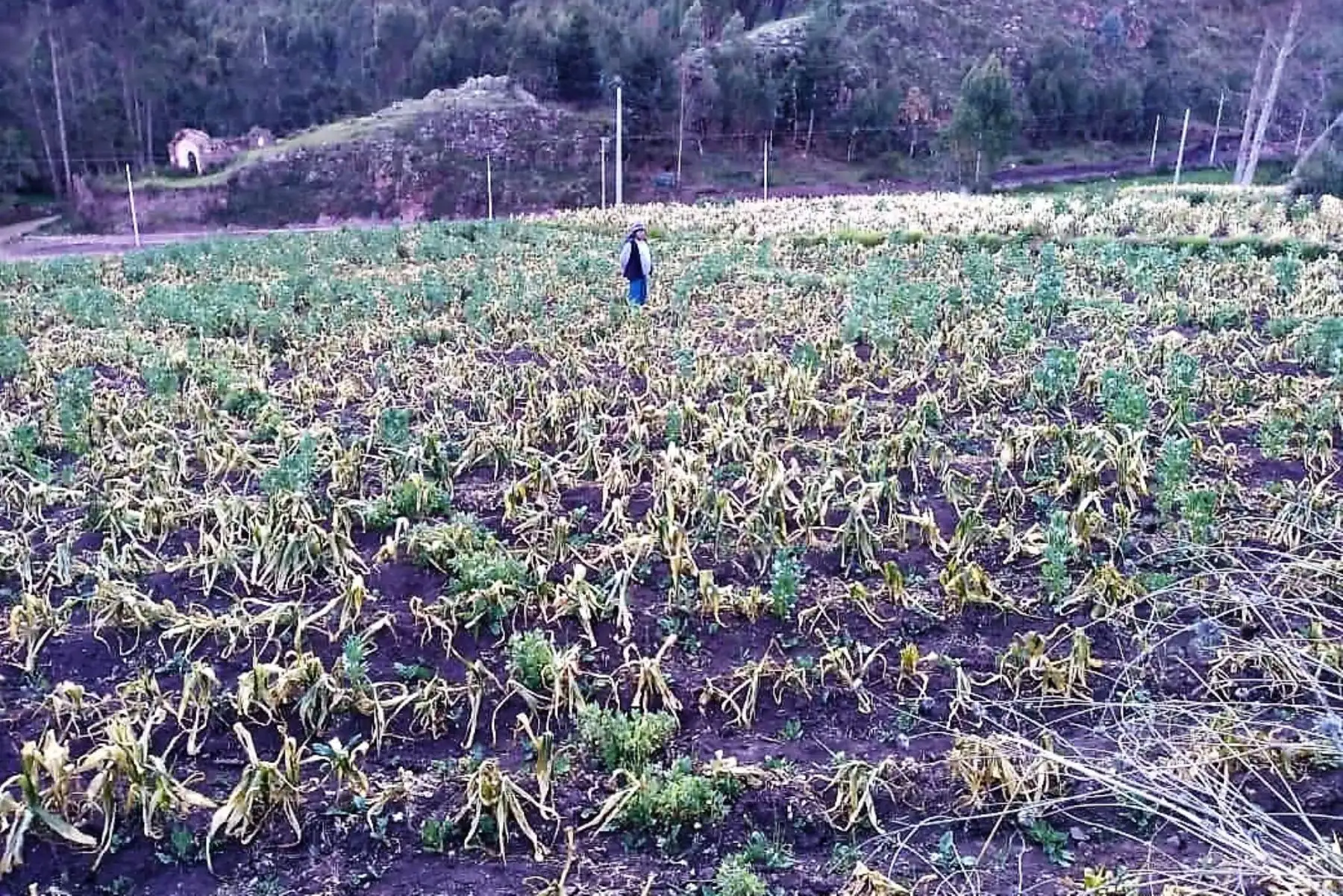 Desde el distrito de Daniel Hernández, en la provincia de Tayacaja, región Huancavelica, el Presidente de la República, Martín Vizcarra y el ministro de Agricultura y Riego, Gustavo Mostajo anunciaron la pronta entrega de apoyo a 33 distritos de cinco regiones declaradas hoy en emergencia como consecuencia de las heladas. ANDINA