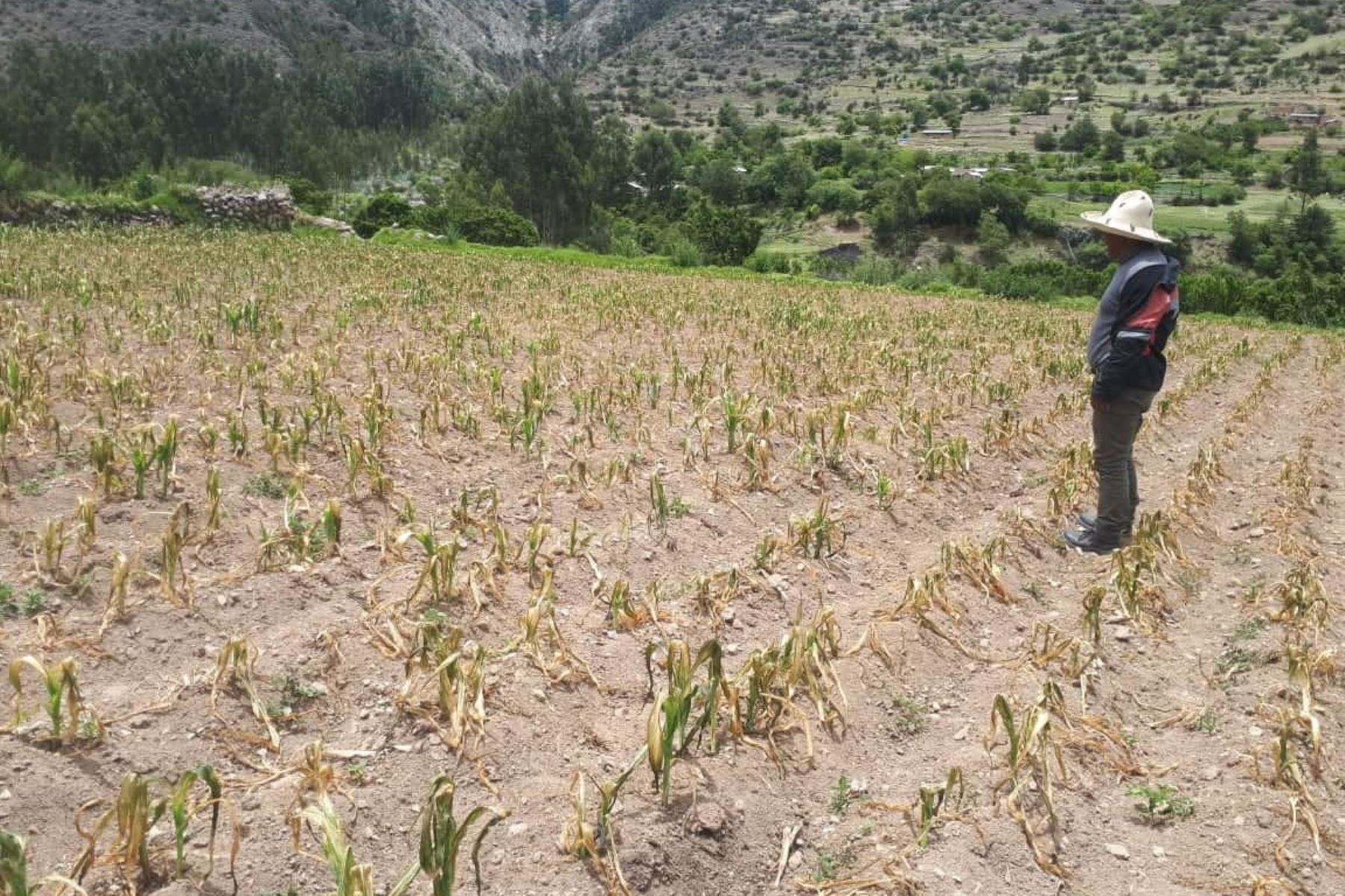 Heladas y ausencia de lluvias causan daños irrecuperables en cultivos de Cusco. ANDINA
