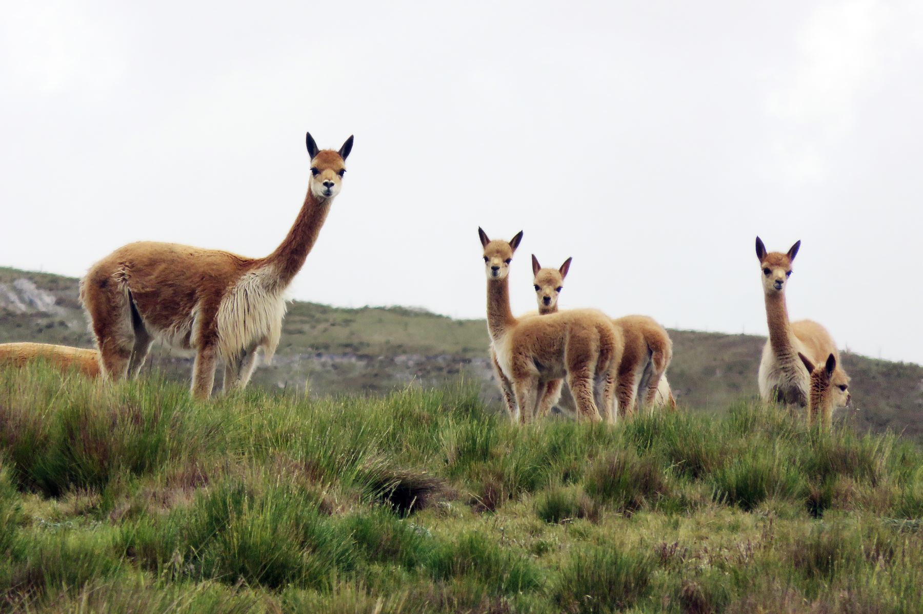 Preparan metodología para los censos de vicuñas y guanaco que se efectuarán en 2019. ANDINA/Difusión