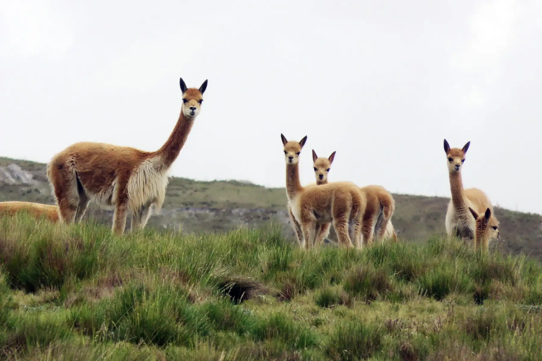 Preparan metodología para los censos de vicuñas y guanaco que se efectuarán en 2019. ANDINA/Difusión