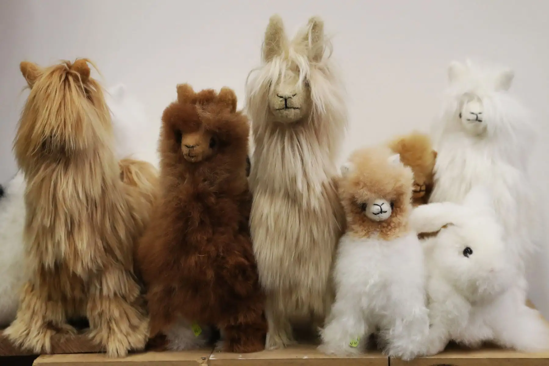 El colectivo de artesanas peleteras presente en ruraq maki con unas bellas alpacas . Foto: ANDINA/Melina Mejía