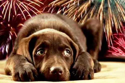¡Atención! Consejos para cuidar a tu mascota de los pirotécnicos. Foto: ANDINA/Difusión.