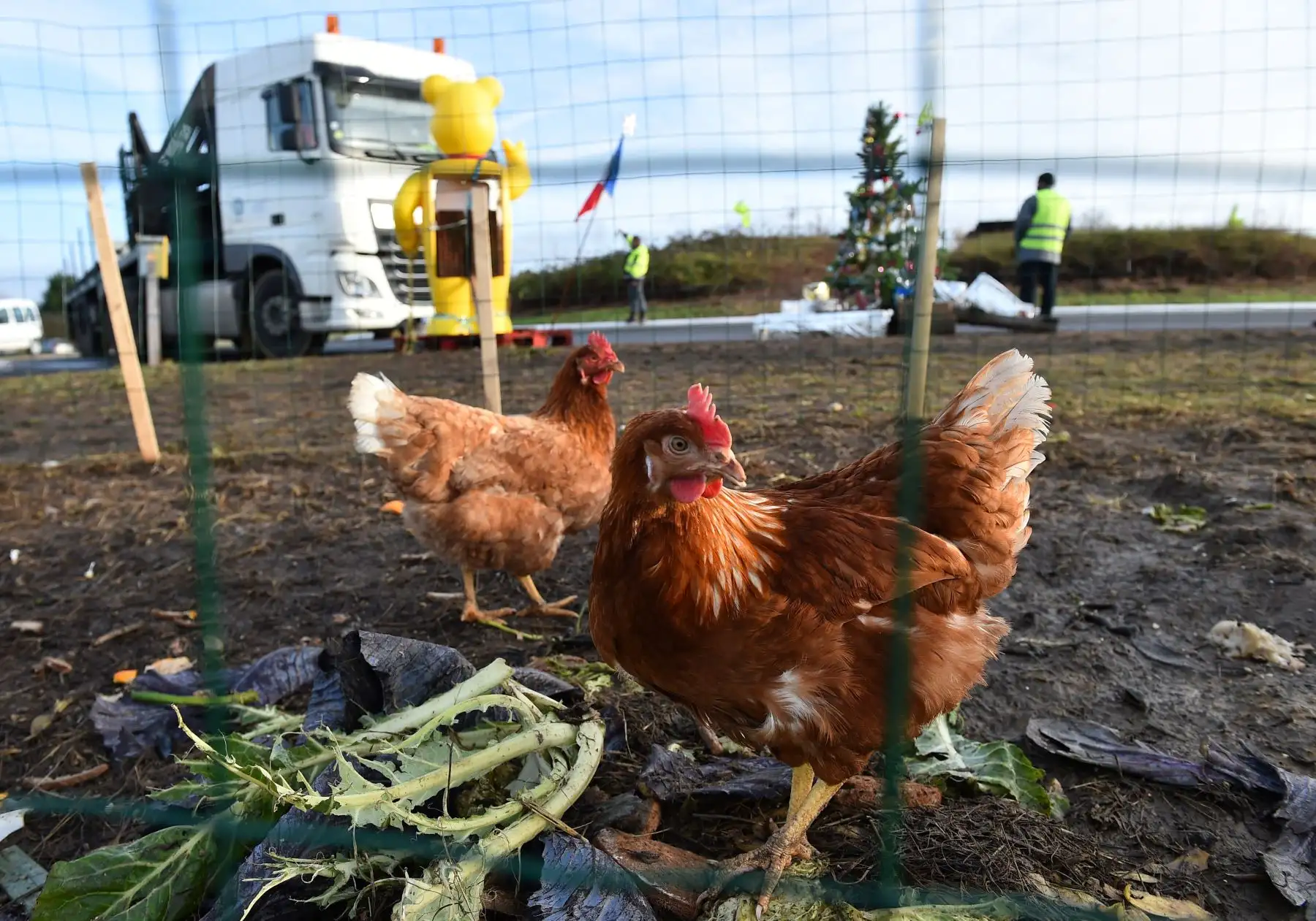Se colocan chalecos amarillos junto a un gallinero que instalaron a lo largo de una carretera que conduce a la carretera de circunvalación de Le Mans. AFP