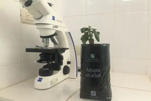 Árbol de la quina de la especie Cinchona officinalis ahora puede ser expuesta al clima arequipeño sin temor a ser afectada, gracias a investigaciones.