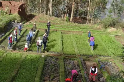 La agricultura fue uno de los sectores más beneficiados con la inversión realizada en Apurímac. ANDINA/Difusión