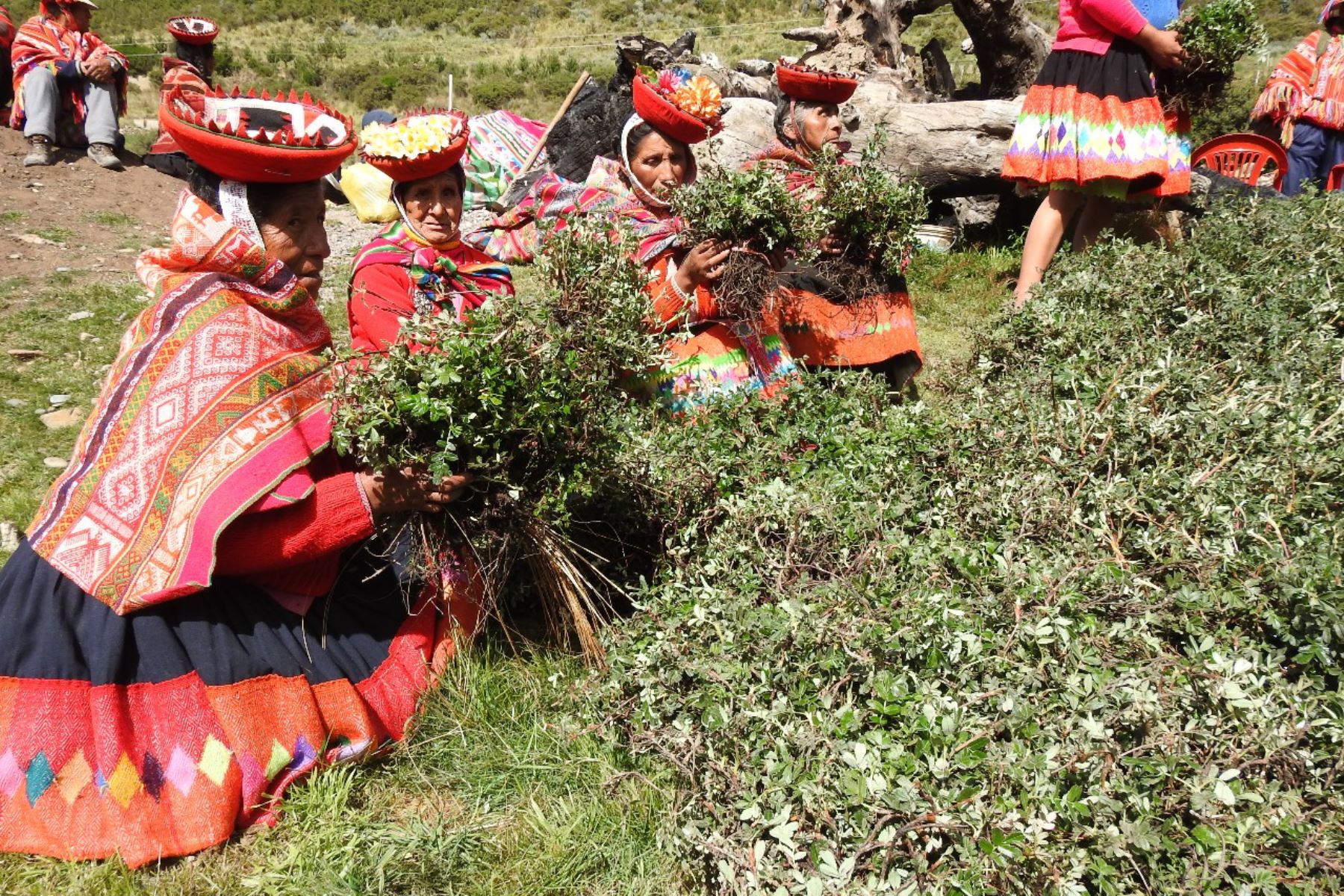Campesinos de Cusco enfrentan el cambio climático con siembra de 140,000 plantones de queuñas. ANDINA/Difusión