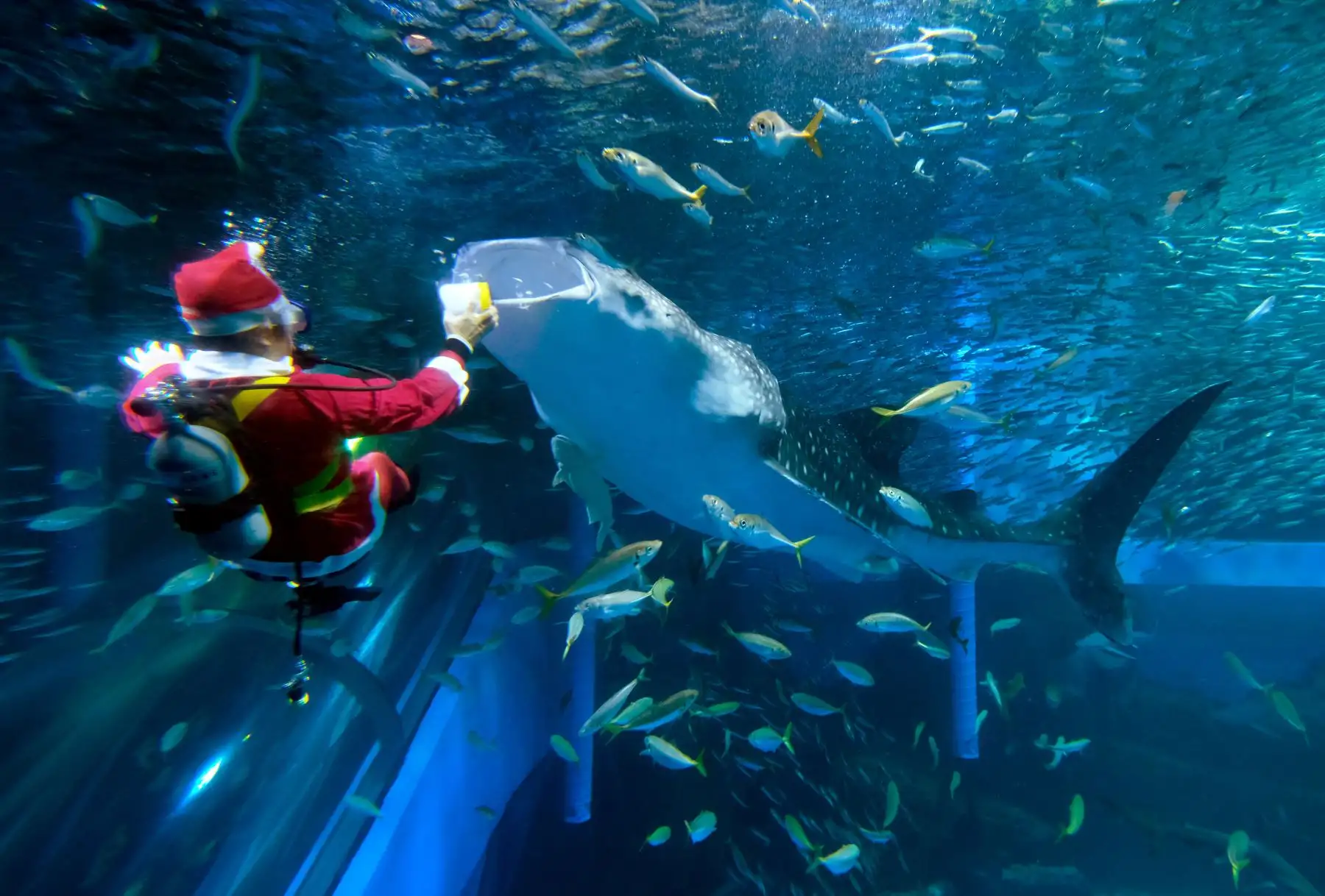 Un buzo vestido como Santa Claus nada con peces y un tiburón ballena en un acuario en el Yokohama Hakkeijima Sea Paradise en Yokohama, durante un espectáculo promocional de Navidad. AFP