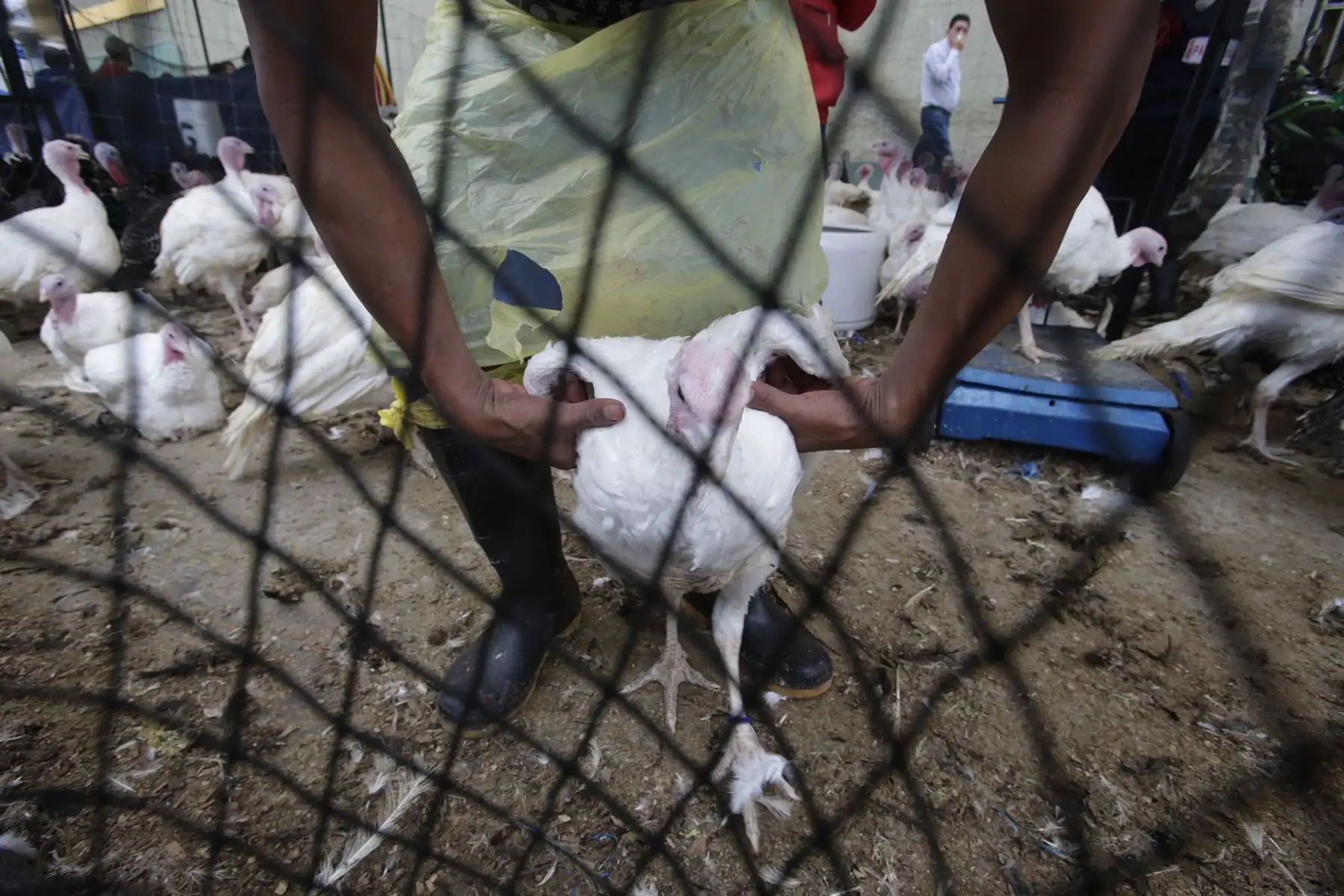 Peruanos realizan la compra del tradicional Pavo para la cena de navidad. Foto: ANDINA/Nathalie Sayago