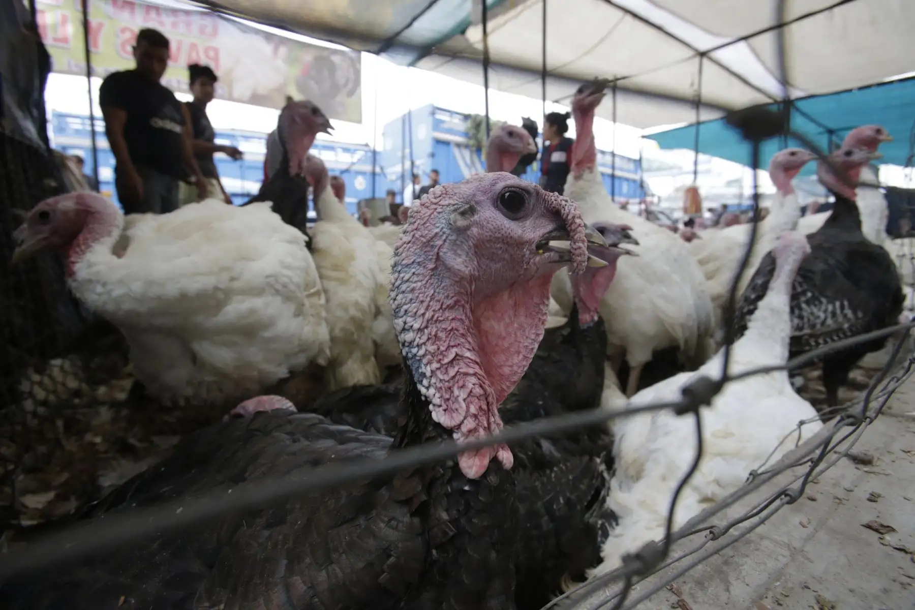 Peruanos realizan la compra del tradicional Pavo para la cena de navidad. Foto: ANDINA/Nathalie Sayago
