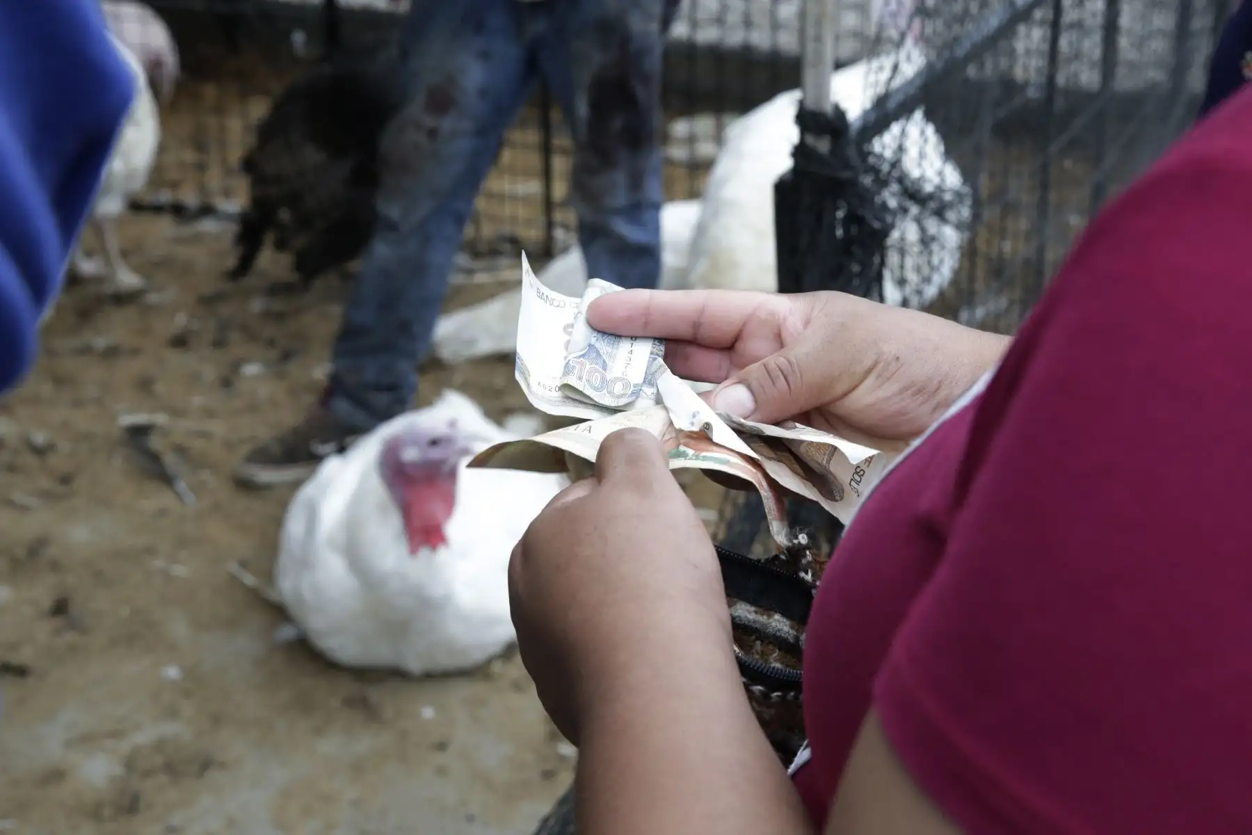 Peruanos realizan la compra del tradicional Pavo para la cena de navidad. Foto: ANDINA/Nathalie Sayago