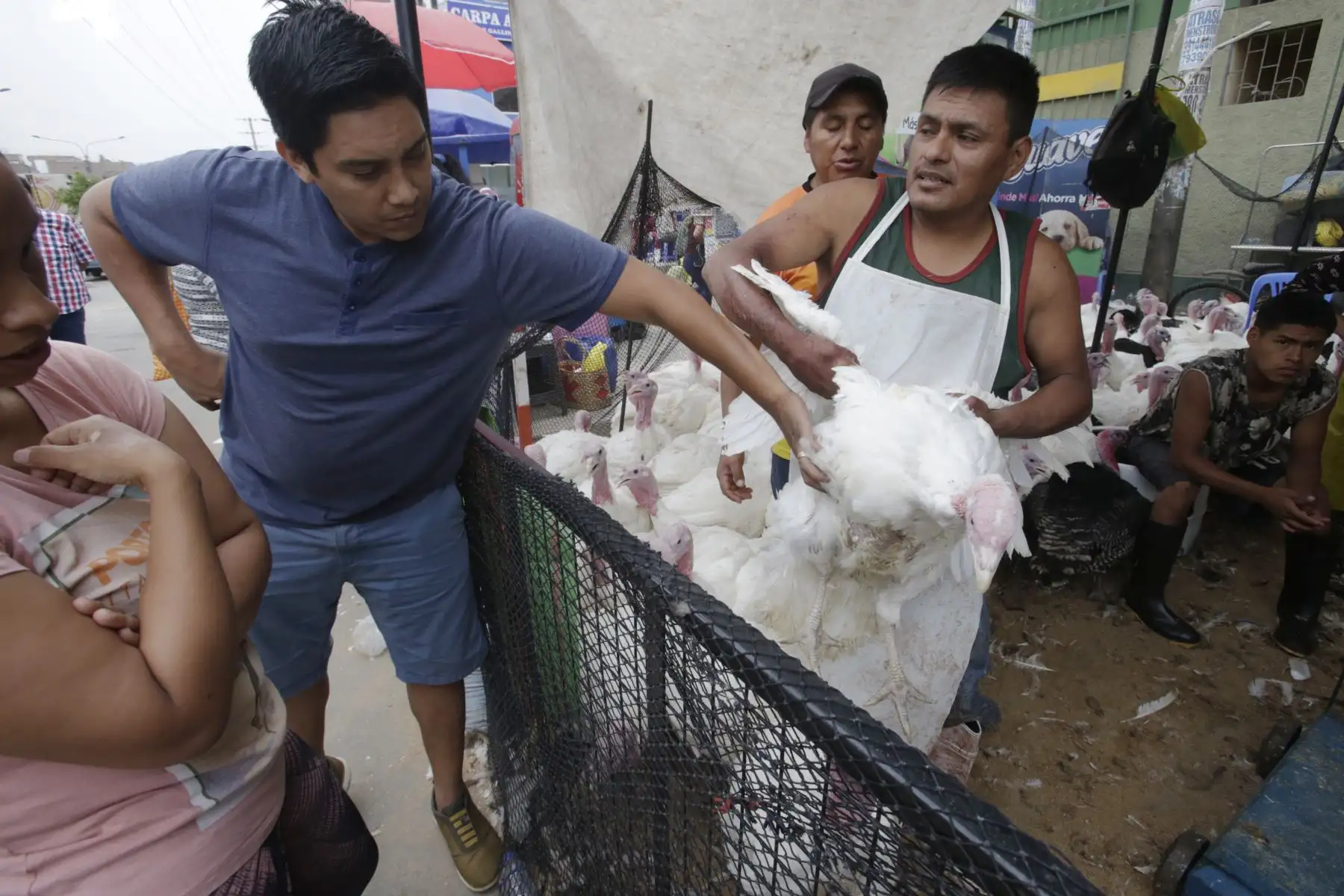 Peruanos realizan la compra del tradicional Pavo para la cena de navidad. Foto: ANDINA/Nathalie Sayago