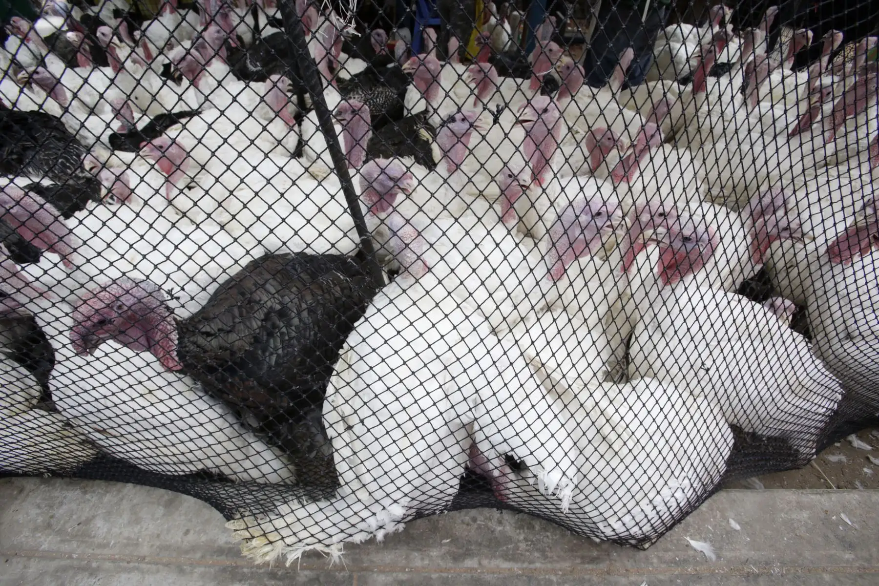 Peruanos realizan la compra del tradicional Pavo para la cena de navidad. Foto: ANDINA/Nathalie Sayago