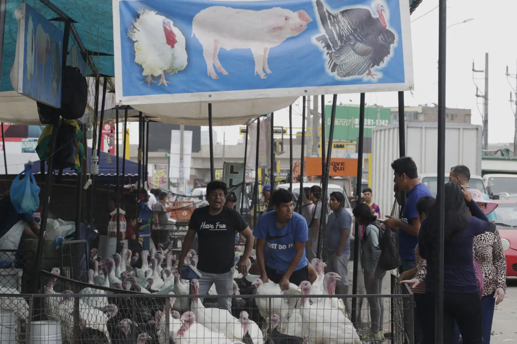 Peruanos realizan la compra del tradicional Pavo para la cena de navidad. Foto: ANDINA/Nathalie Sayago