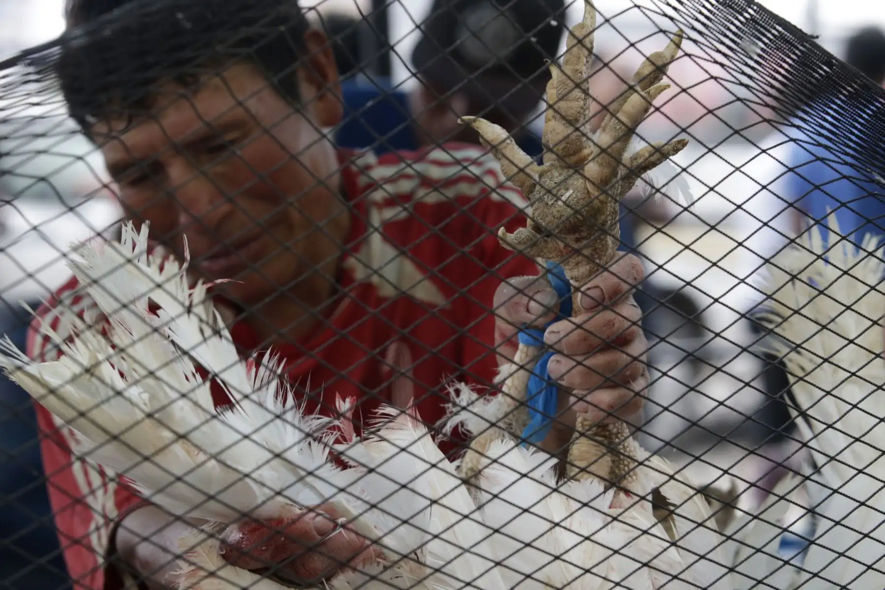 Peruanos realizan la compra del tradicional Pavo para la cena de navidad. Foto: ANDINA/Nathalie Sayago