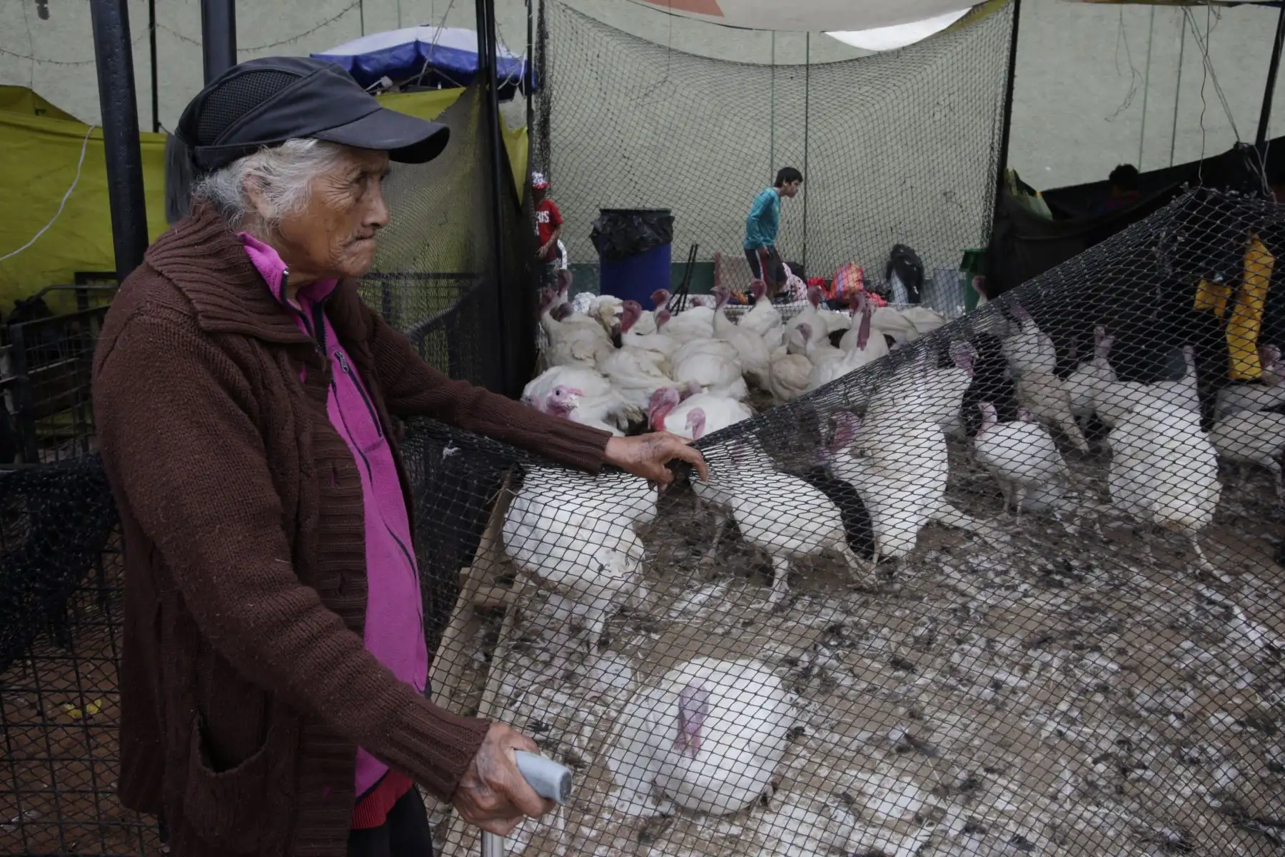 Peruanos realizan la compra del tradicional Pavo para la cena de navidad. Foto: ANDINA/Nathalie Sayago