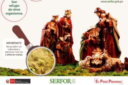 El Servicio Nacional Forestal y de Fauna Silvestre insta a evitar usar el musgo para adornar los nacimientos. INTERNET/Medios