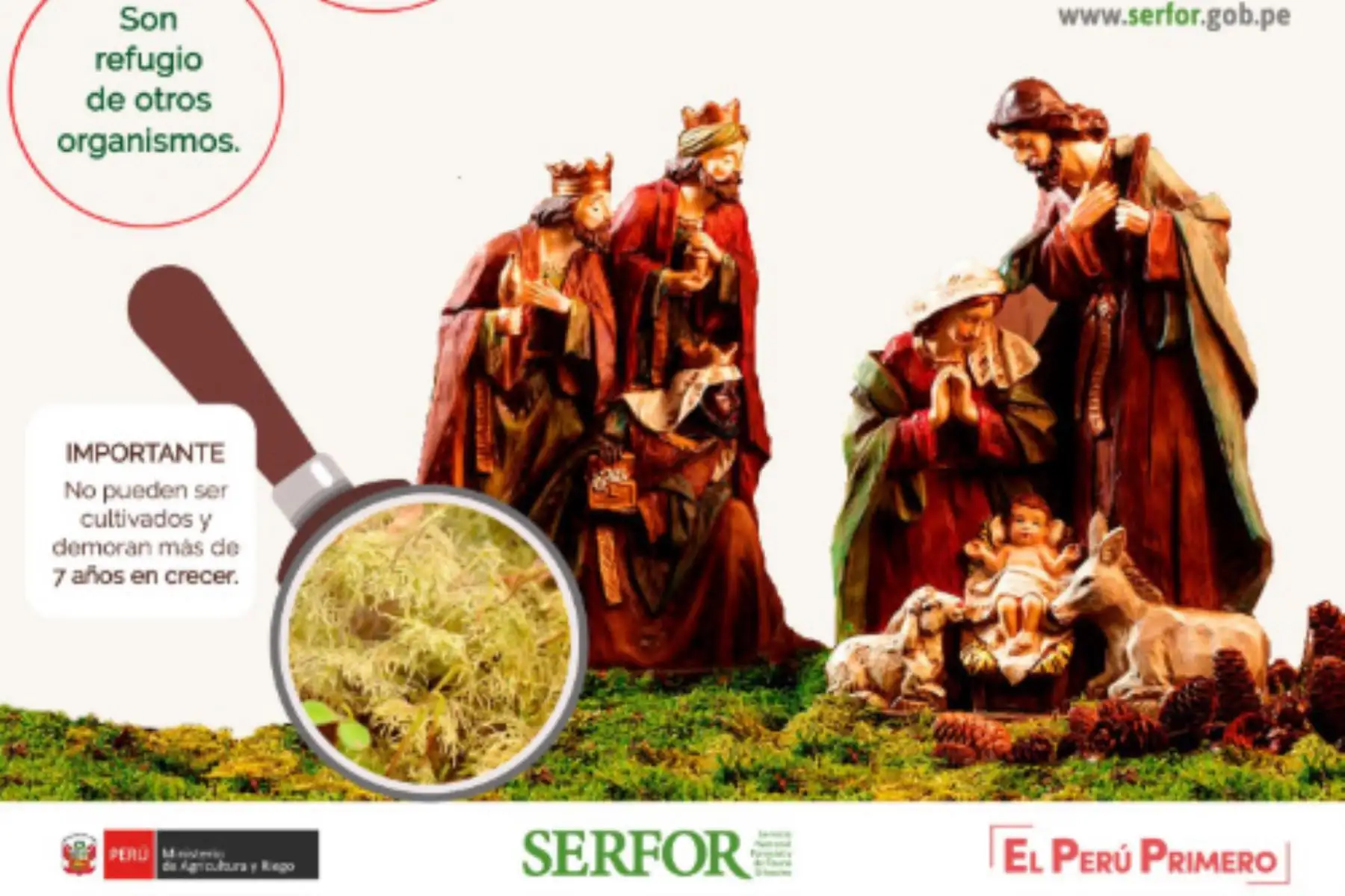 El Servicio Nacional Forestal y de Fauna Silvestre insta a evitar usar el musgo para adornar los nacimientos. INTERNET/Medios
