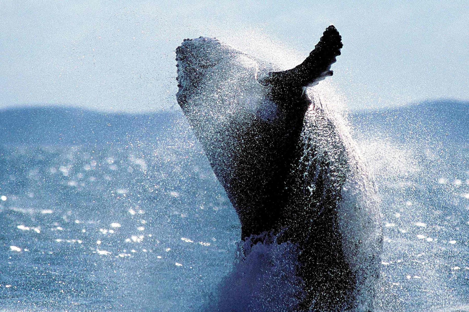 Foto de archivo de 2001, una ballena jorobada adulta joven se abre camino en el aire  en el Parque Marino de la Bahía de Hervey en Australia Foto: AFP