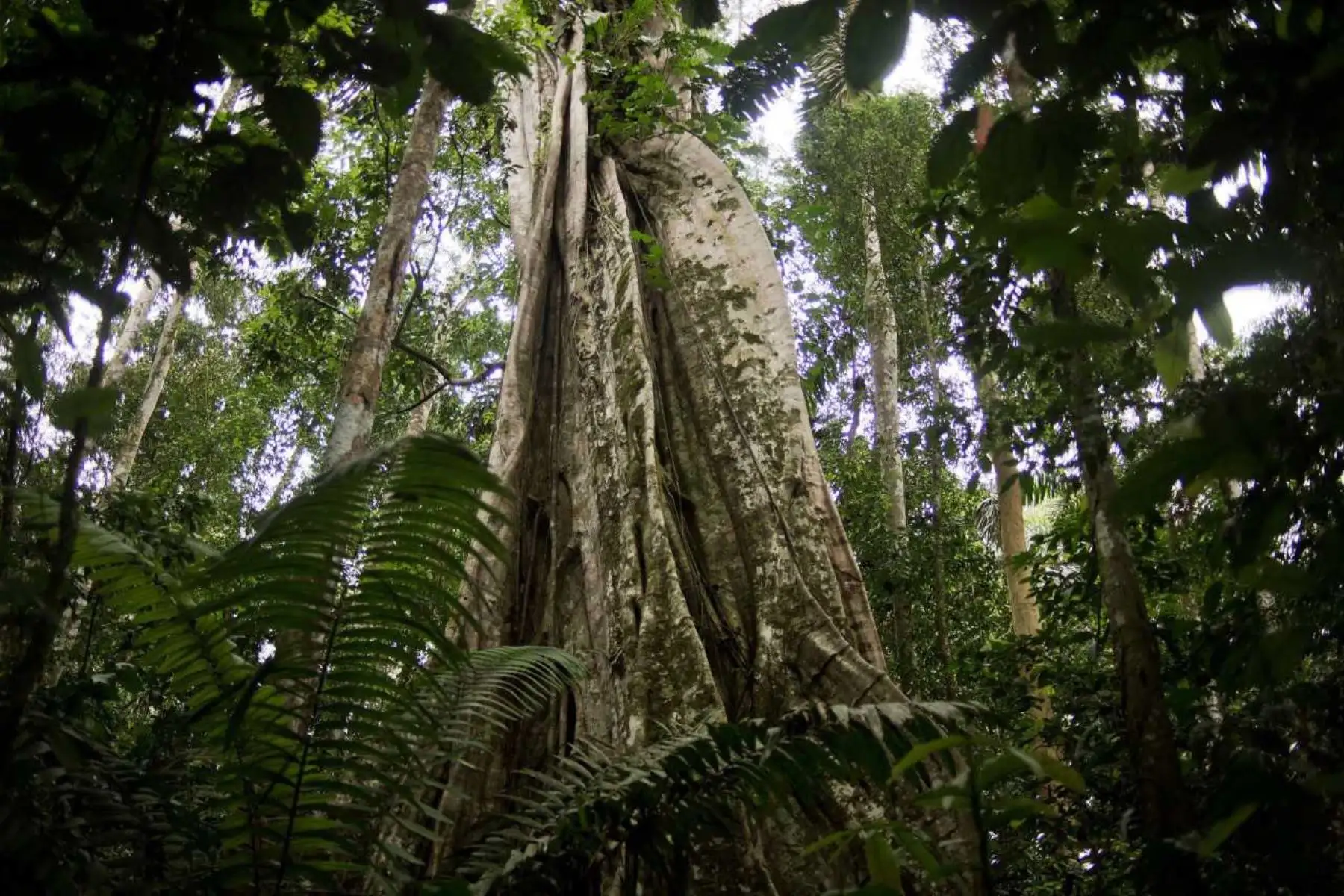 Uno de los grandes avances de este año, fue la zonificación de 22.2 millones de hectáreas de bosques correspondiente a San Martín, Loreto y Ucayali, proceso que tuvo la asistencia técnica y el asesoramiento del Servicio Nacional Forestal y de Fauna Silvestre (Serfor)