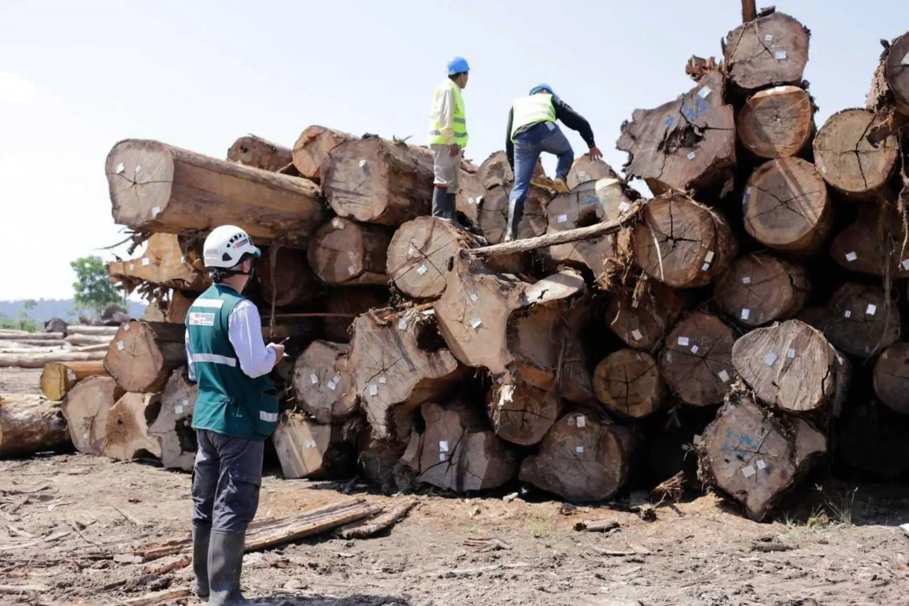 La lucha frontal contra la tala ilegal y la deforestación de bosques se intensificará este año con una agenda de trabajo que involucre más a los gobiernos regionales, acordó en su primera sesión de trabajo la Comisión Multisectorial Permanente de Lucha contra la Tala Ilegal, liderada por el Ministerio de Agricultura y Riego (Minagri). ANDINA/Difusión