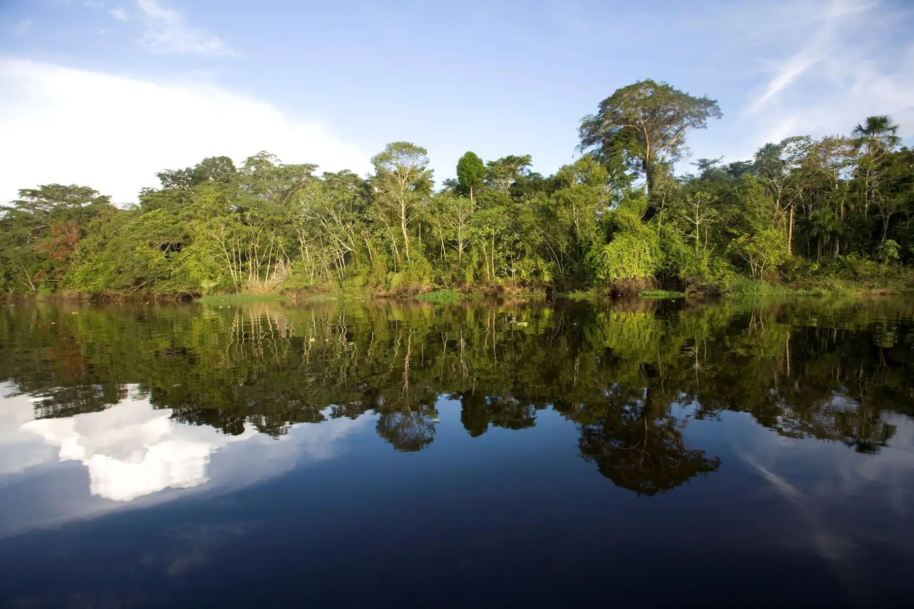 El manejo adecuado del bosque brindará ingresos económicos a la población indígena. ANDINA/Difusión