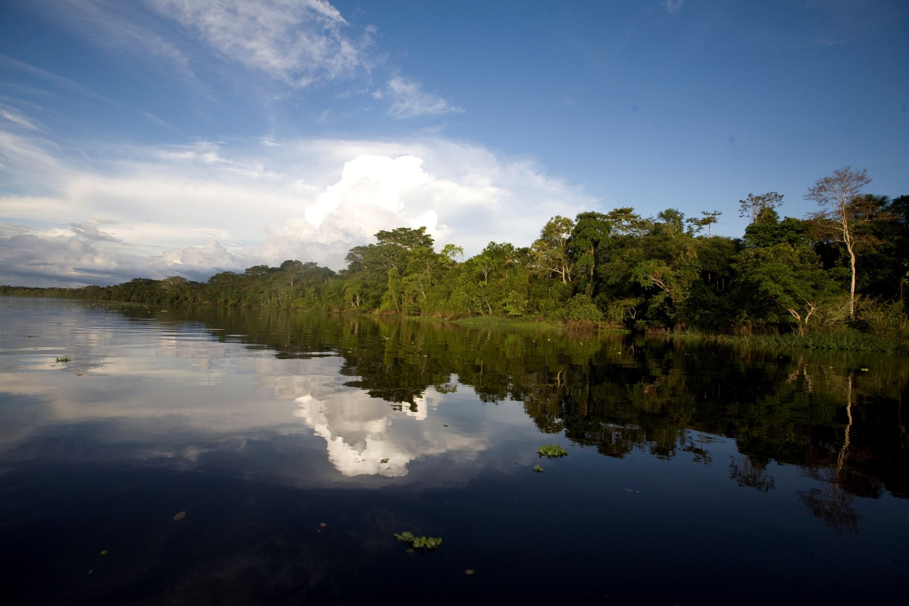Formalización y ordenamiento permitieron reducir la deforestación en los bosques amazónicos en 2017, afirma el Serfor. ANDINA/Difusión.