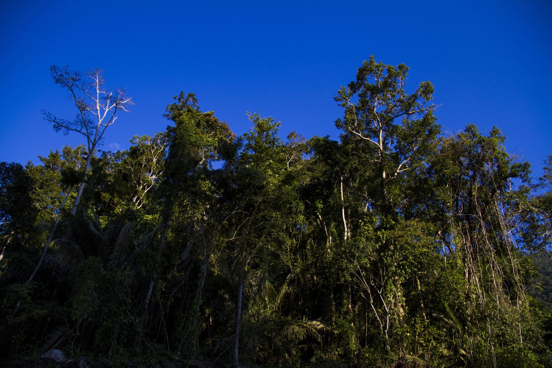 Los bosques nos brindan diversos recursos y servicios ecosistémicos que contribuyen al desarrollo económico, ambiental y social para lograr que seamos un país sostenible. Foto: ANDINA/Difusión.