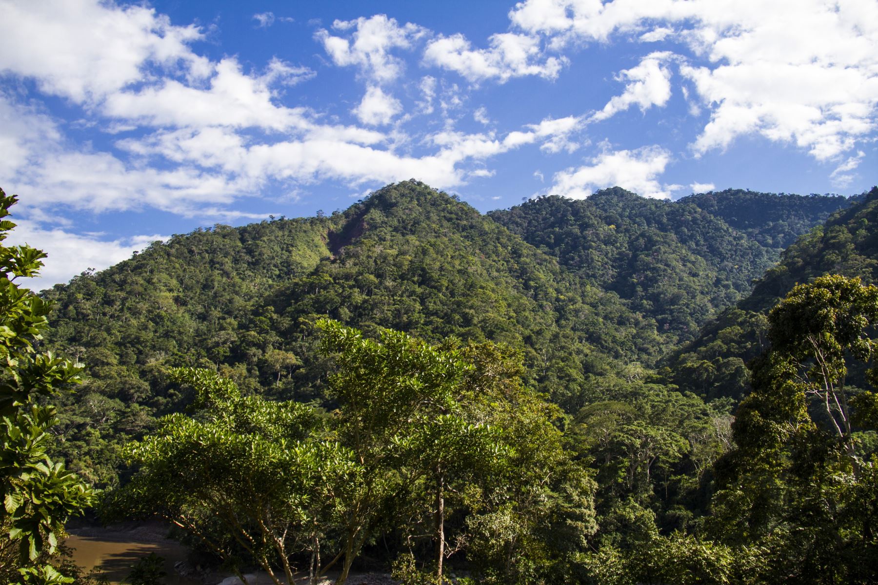 El Programa de Reducción de Emisiones para el Fondo de Carbono es una propuesta del Perú para reducir la deforestación y degradación forestal. Foto: ANDINA/Difusión