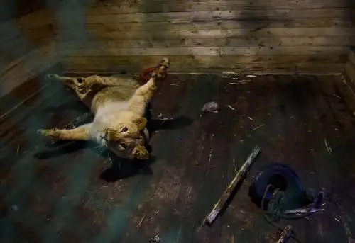 Un león hace gestos en su jaula en Veles, un refugio para animales salvajes en el pueblo de Rappolovo, en las afueras de San Petersburgo Foto: AFP