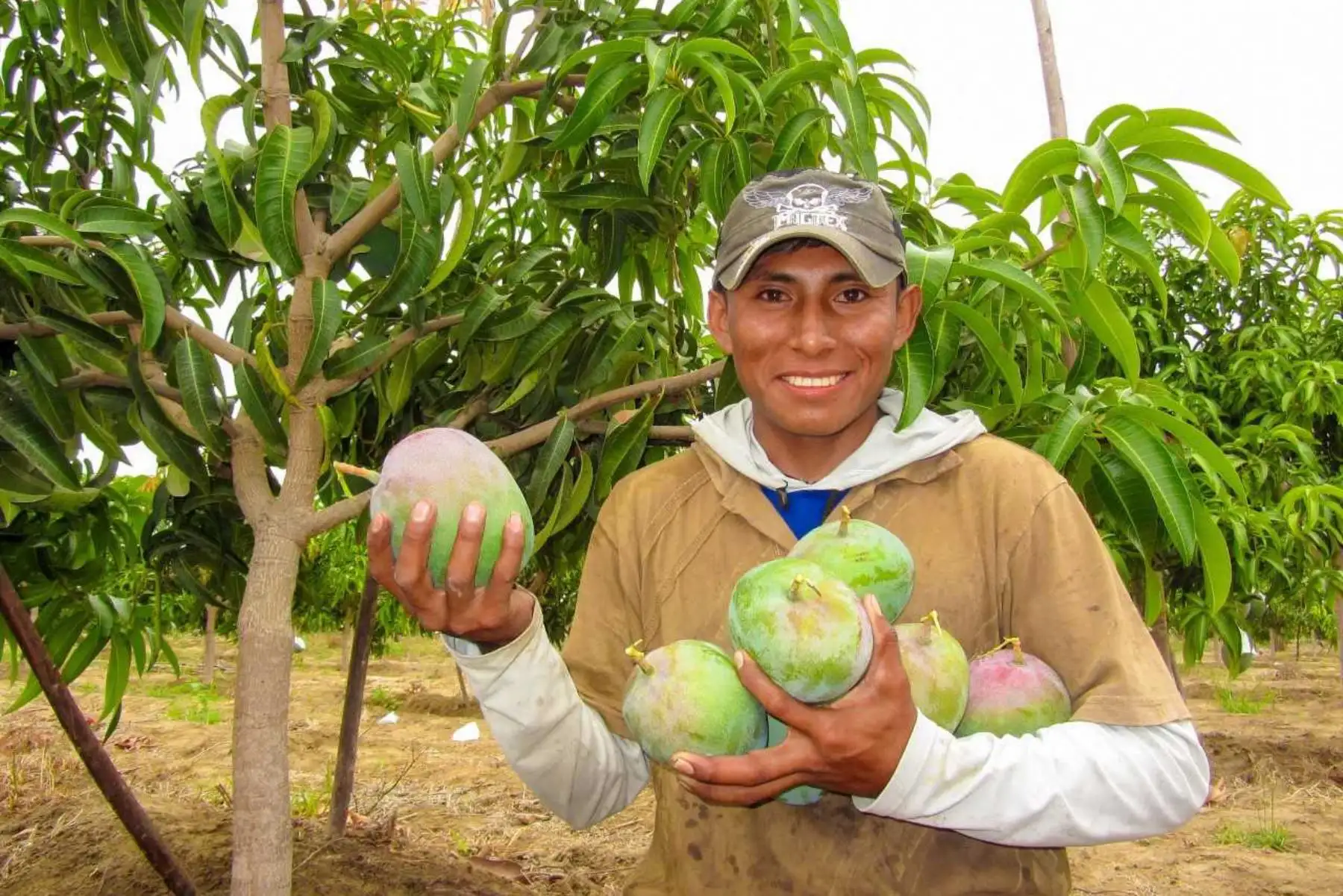 El Minagri reafirmó su compromiso de alcanzar la erradicación de la mosca de la fruta en nueve regiones. Foto: ANDINA/Difusión