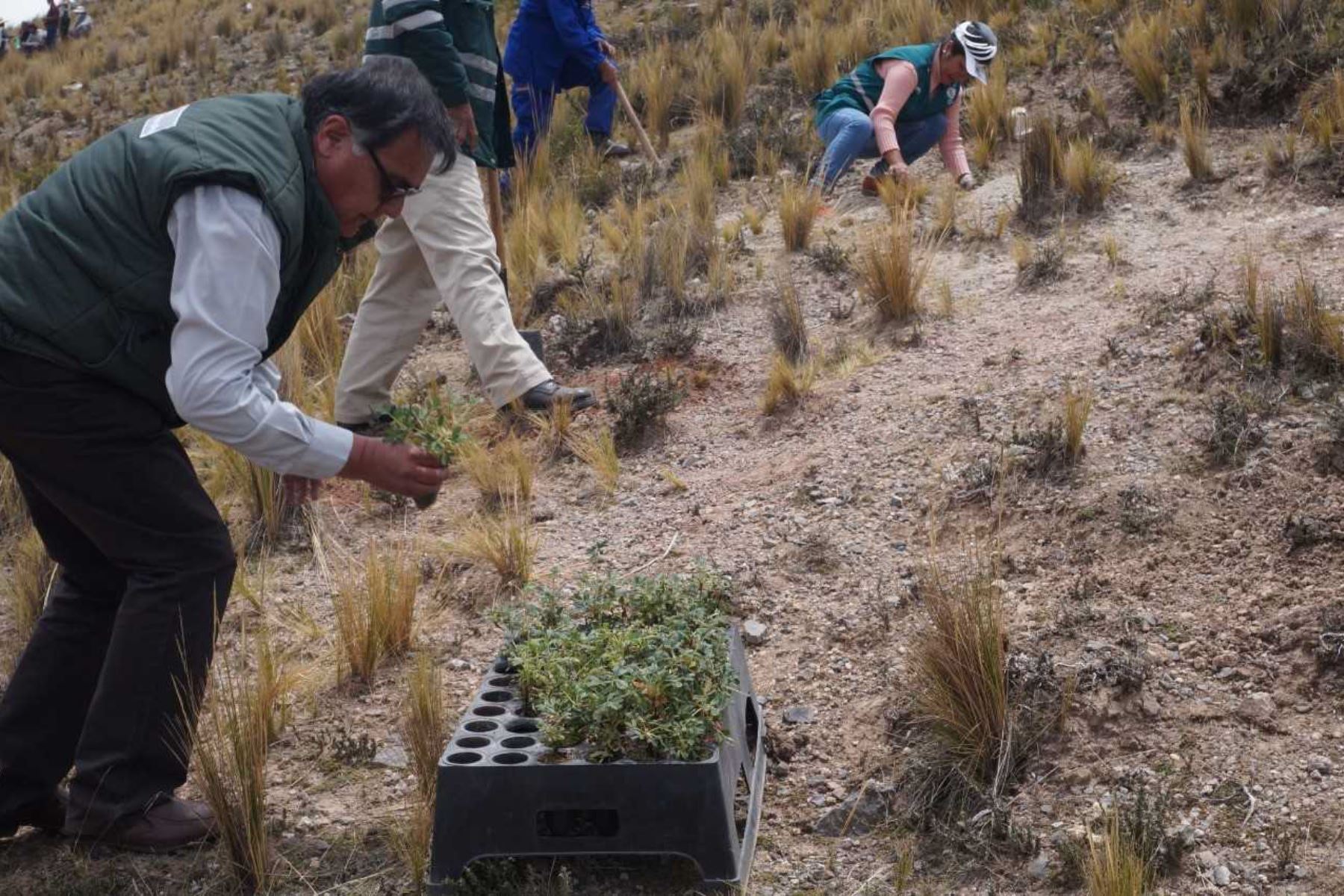 Agro rural producirá 500 000 plantones forestales para reforestación en Puno este año.