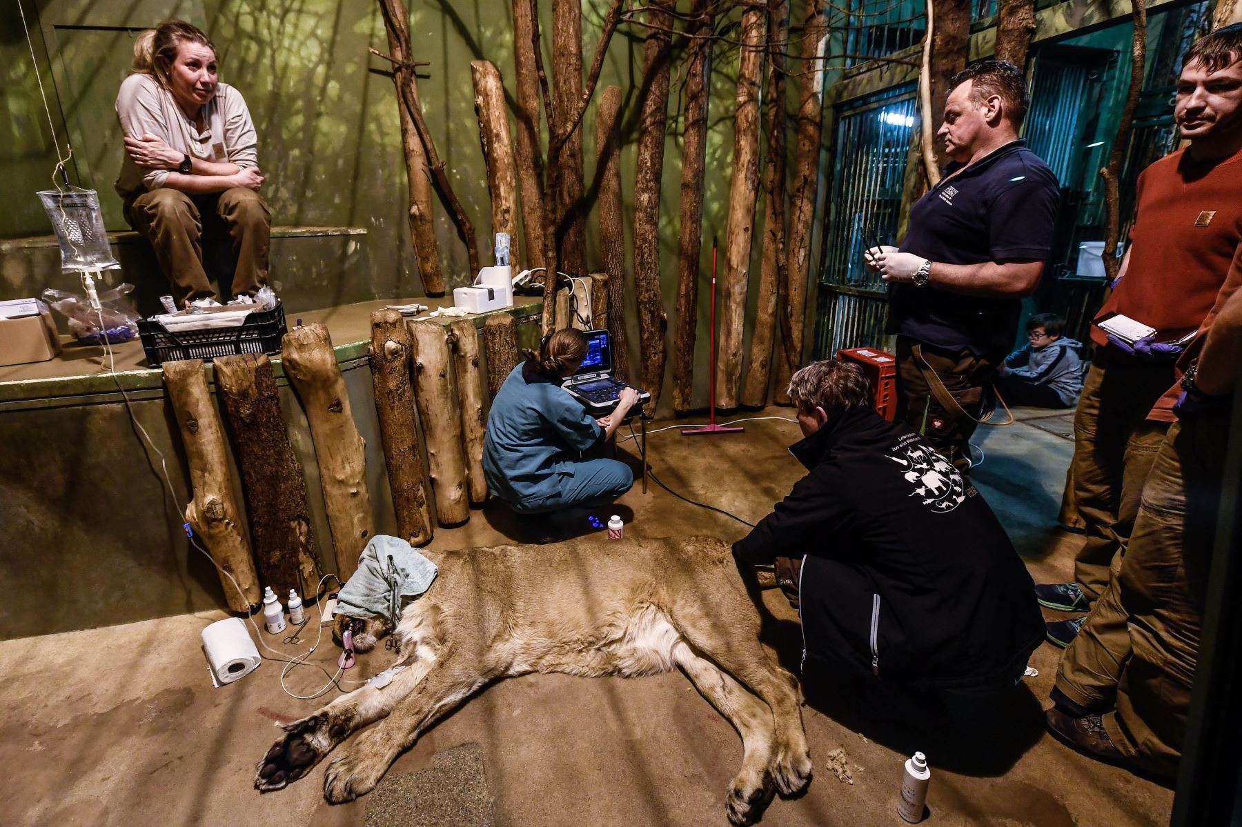 Un equipo de veterinarios practica una inédita inseminación artificial en la leona asiática Ginni, en el zoológico de Praga, República Checa Foto: EFE