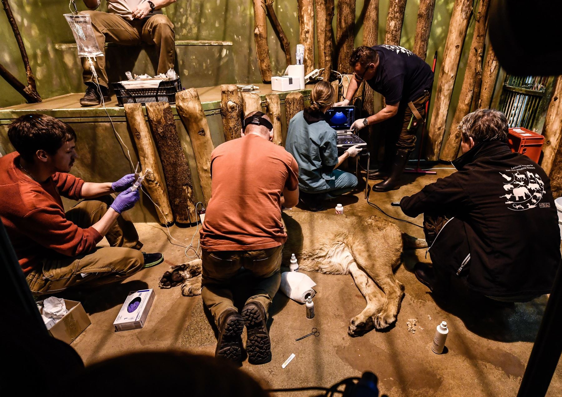 Un equipo de veterinarios practica una inédita inseminación artificial en la leona asiática Ginni en el zoológico de Praga, República Checa Foto: EFE