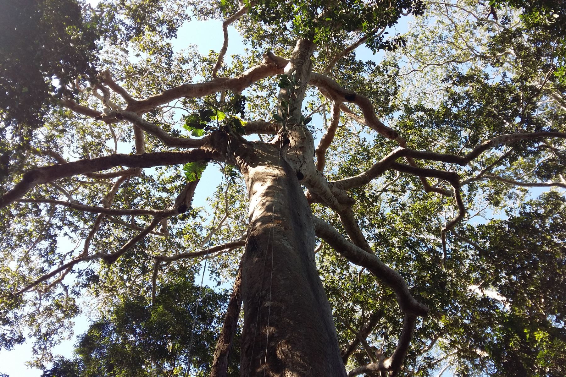 Shihuahuaco, imponente árbol amazónico que se resiste a morir. Foto. Internet/medios