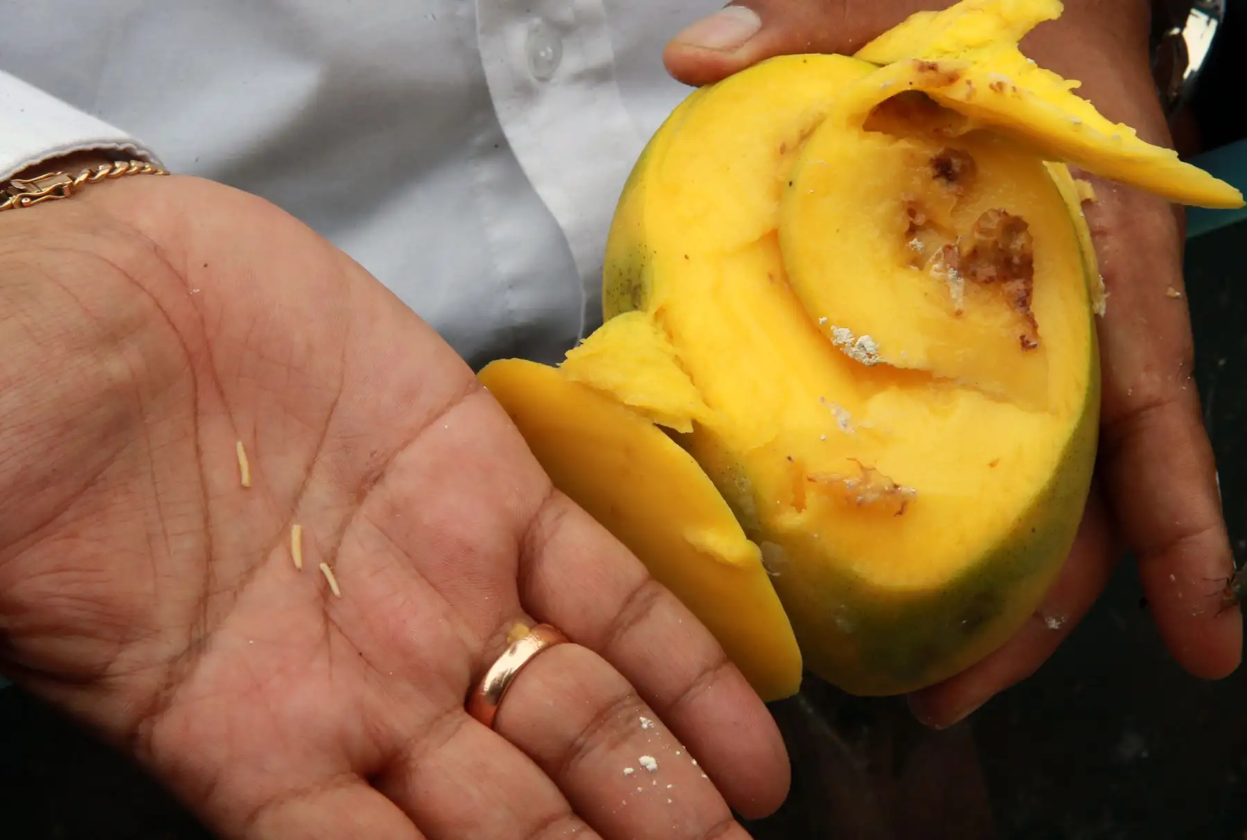 El ministro de Agricultura y Riego, Gustavo Mostajo, señaló  que en el presente año se espera consolidar la erradicación de la Mosca de la Fruta en las zonas productoras del sur Foto: ANDINA/Norman Córdova