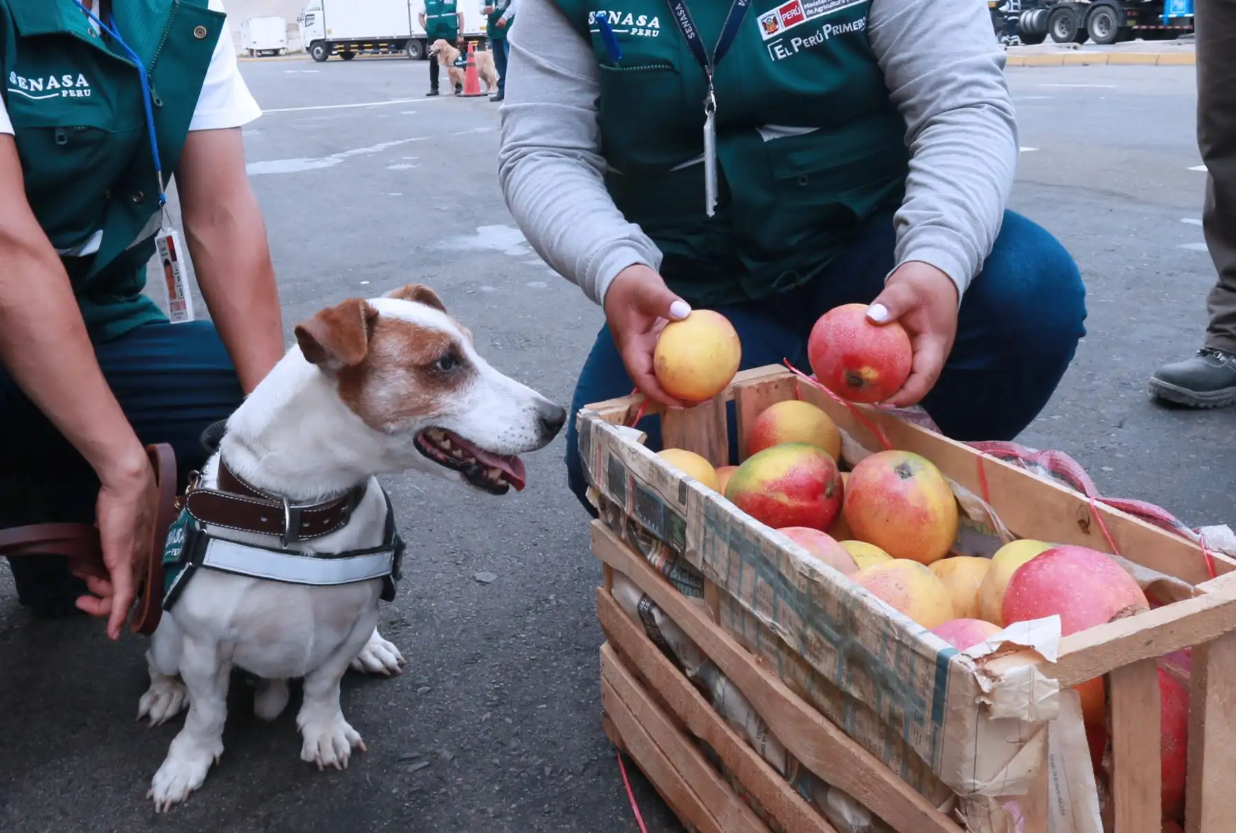 El ministro de Agricultura y Riego, Gustavo Mostajo, señaló  que en el presente año se espera consolidar la erradicación de la Mosca de la Fruta en las zonas productoras del sur Foto: ANDINA/Norman Córdova