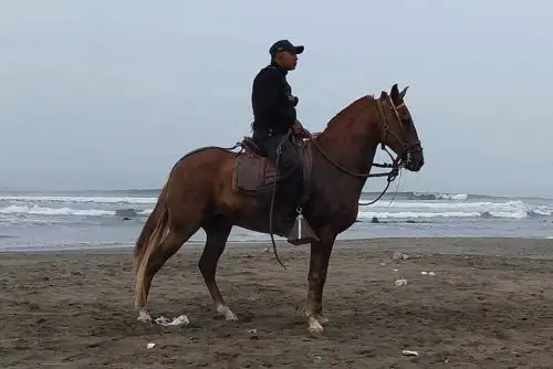 Serenazgo a caballo reforzará seguridad en huacas del Sol y la Luna