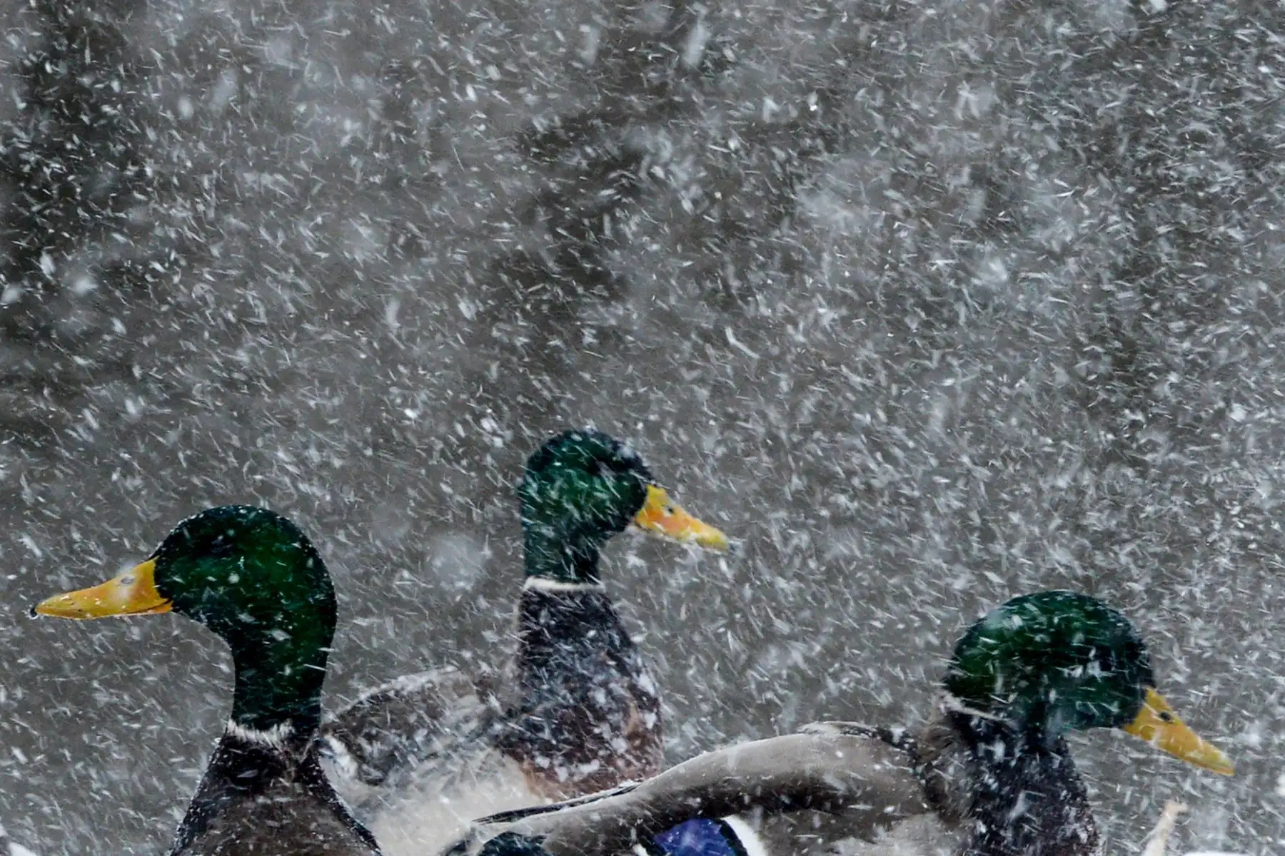 Los patos se reúnen en la orilla del río Yauza durante las nevadas en Moscú. AFP