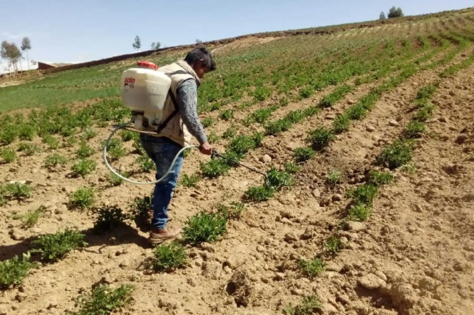Áncash pide declaratoria de emergencia en 57 distritos por déficit hídrico y que afectaría al sector agrícola. ANDINA/Difusión