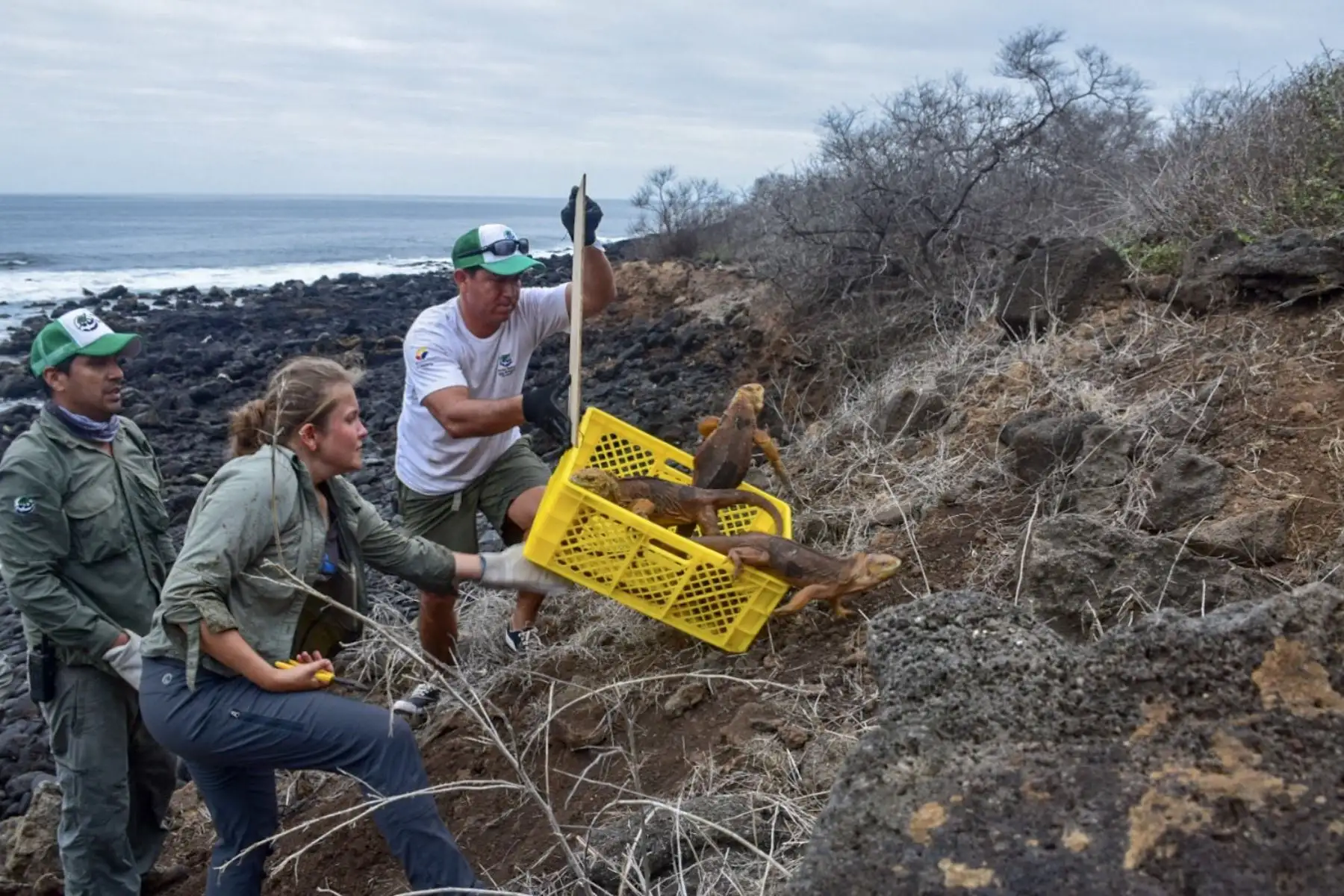 Un grupo de 1,436 iguanas de la subespecie Conolophus subcristatus, de la isla Seymour Norte, que se introdujo en la isla de Santiago Foto: AFP