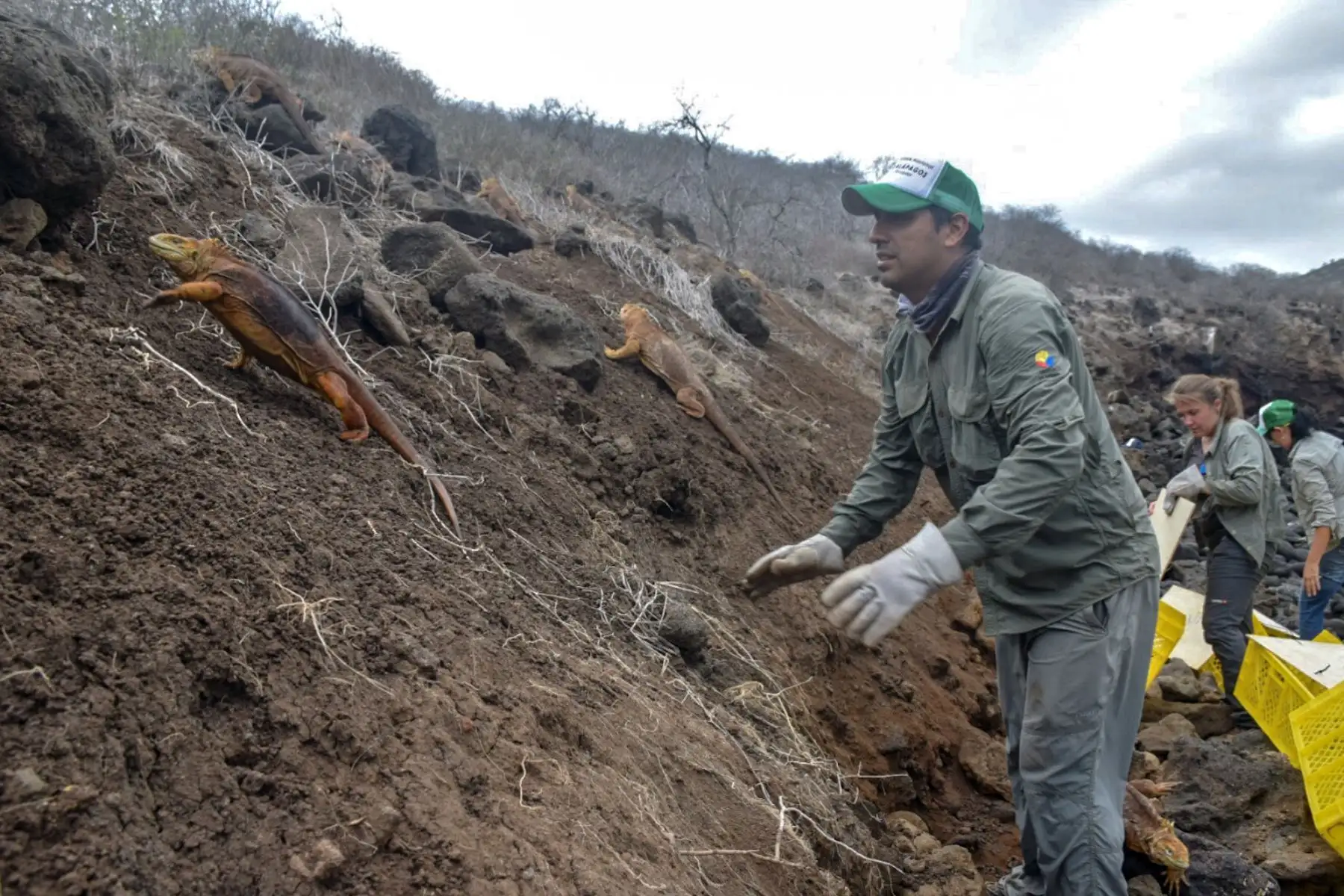 Un grupo de 1,436 iguanas de la subespecie Conolophus subcristatus, de la isla Seymour Norte, que se introdujo en la isla de Santiago Foto: AFP