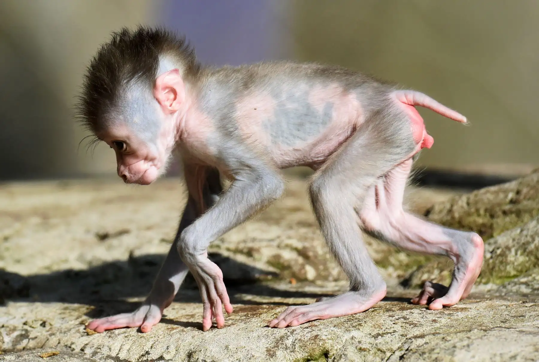Shari, una joven primate de tres semanas camina en el recinto exterior del zoológico Hellabrunn en Munich, Alemania.  Los monos taladrados se encuentran entre las especies de primates más amenazadas del mundo. El padre de Shari es Bakut, jefe de Hellabrunn Drill Group. Foto: AFP
