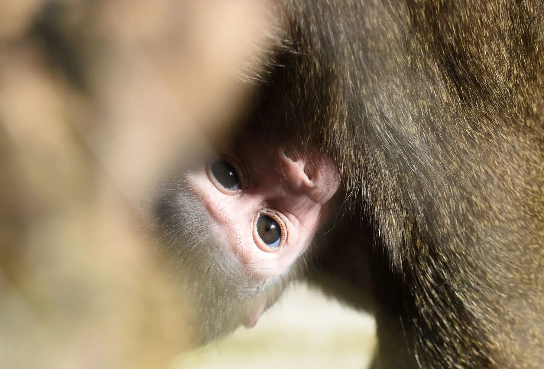Las tres semanas de la joven  Shari se aferran a su madre Kaduna en el recinto del zoológico Hellabrunn en Munich. AFP