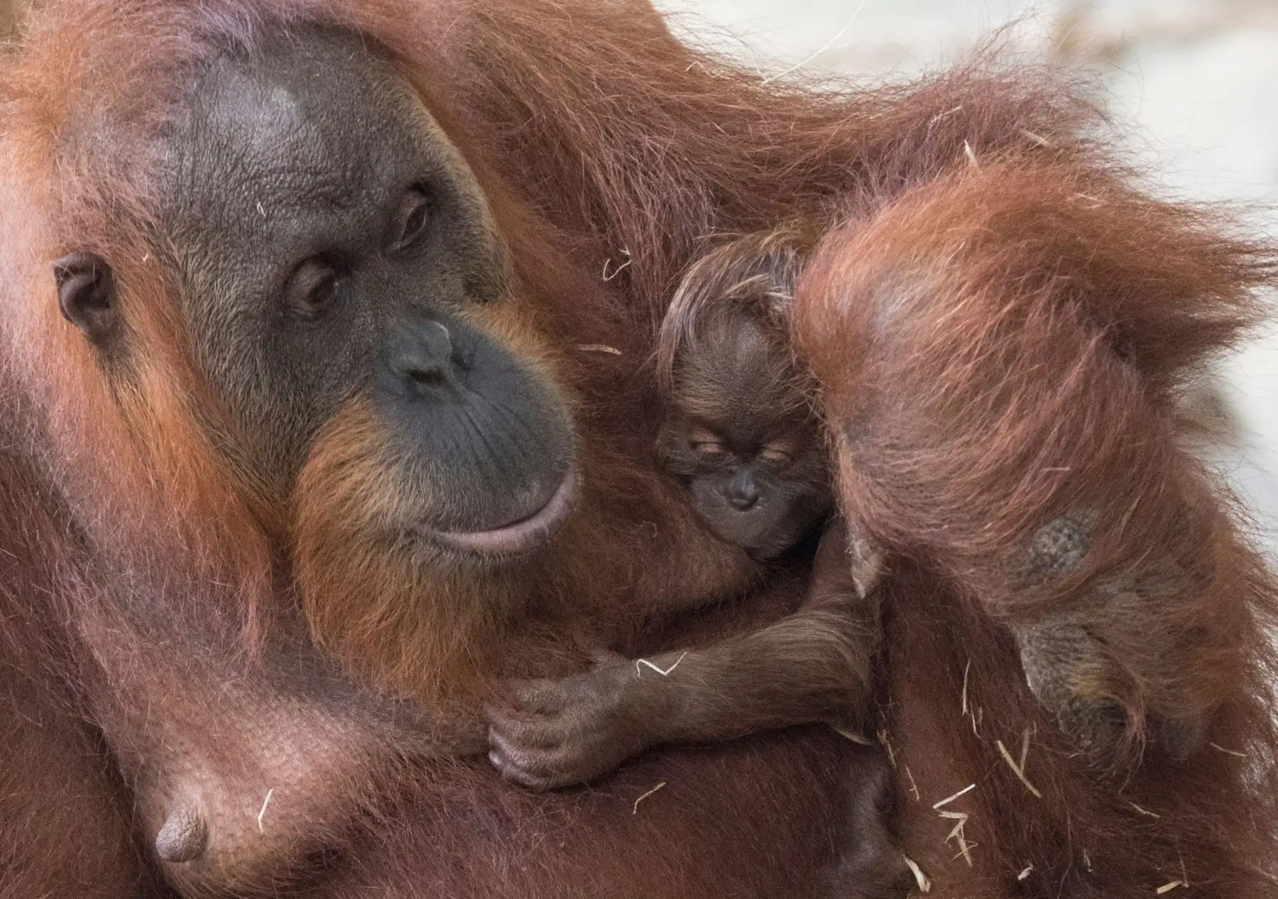 Un orangután llamado "Rosa" con su recién nacida en el zoológico de Frankfurt, Alemania occidental. AFP